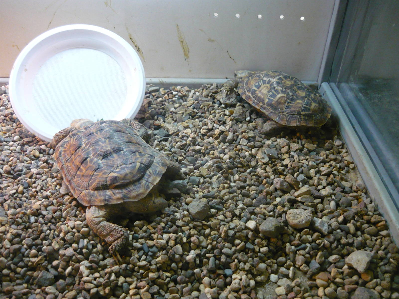 Pancake tortoise (Malacochersus tornieri)