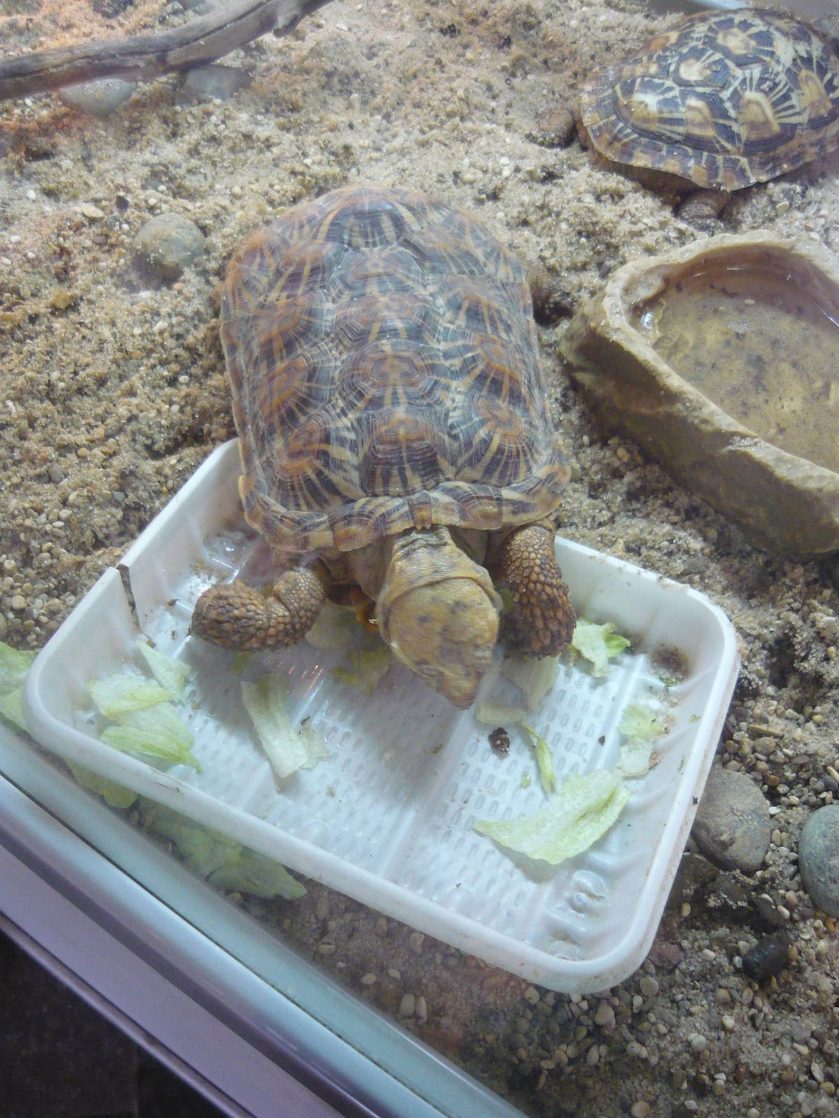 Pancake tortoise (Malacochersus tornieri)