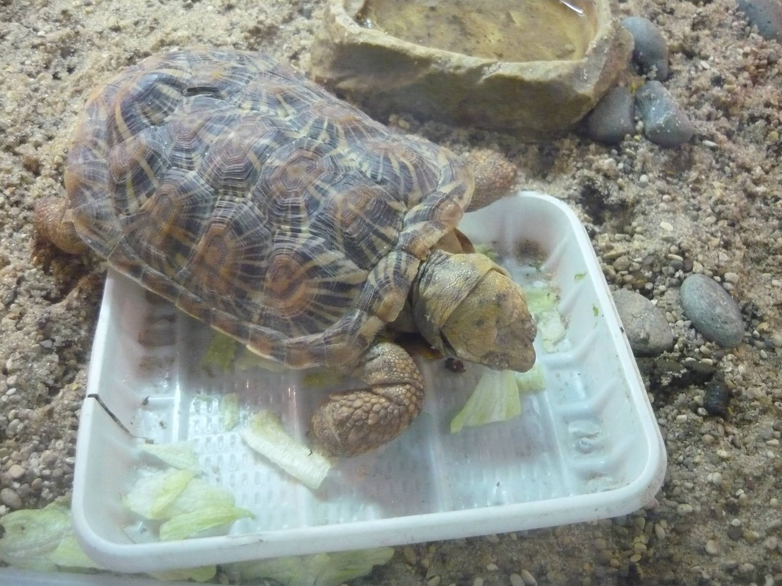 Pancake tortoise (Malacochersus tornieri)