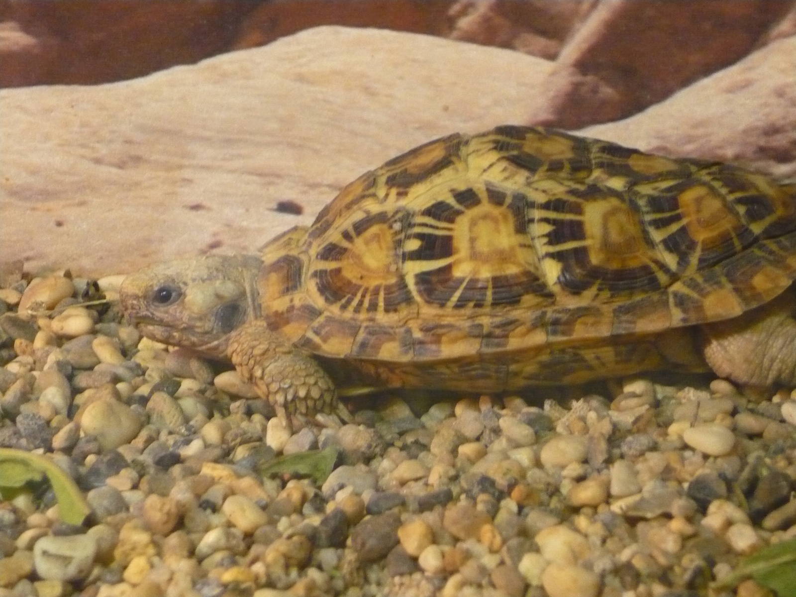 Pancake tortoise (Malacochersus tornieri)