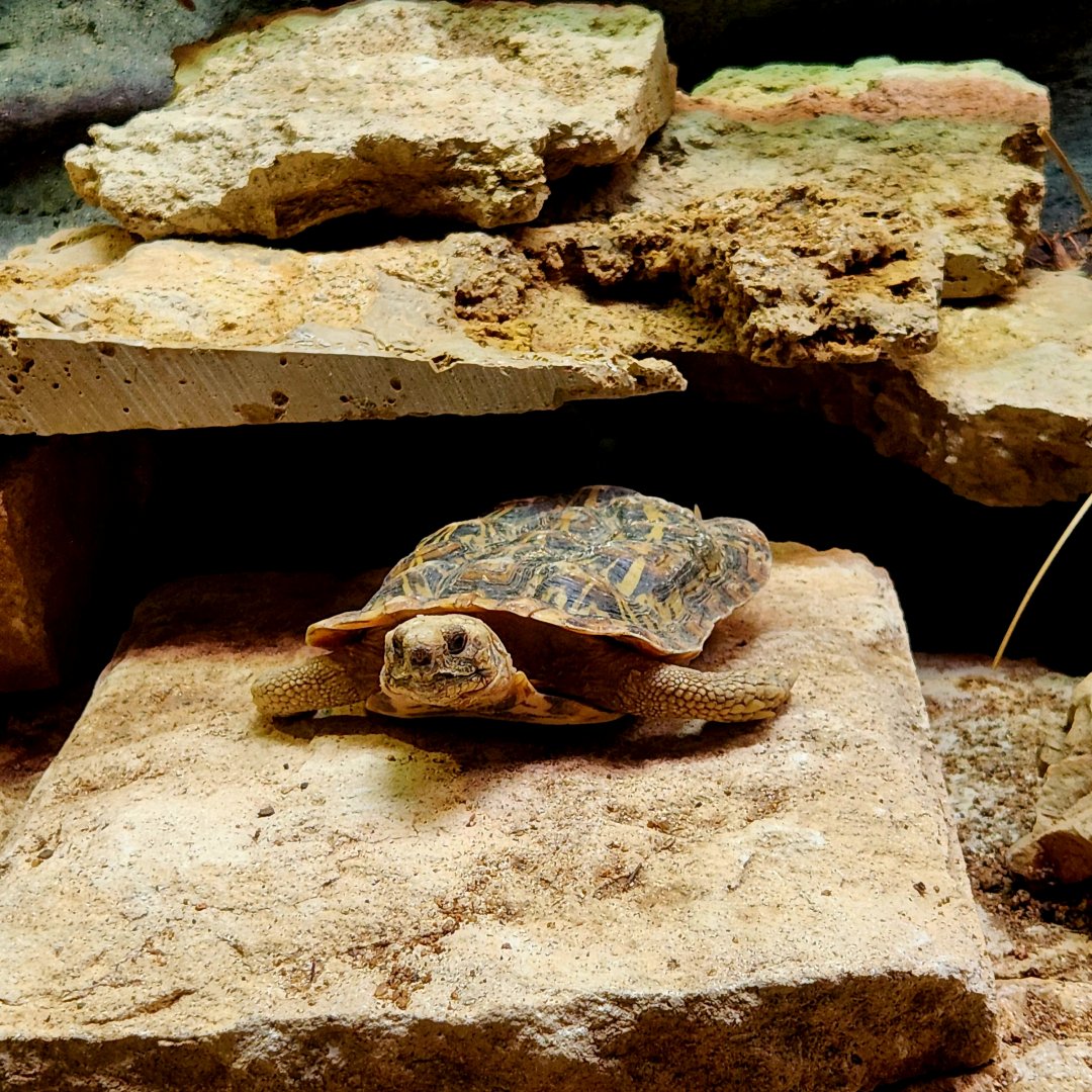Pancake Tortoise (Malacochersus tornieri)