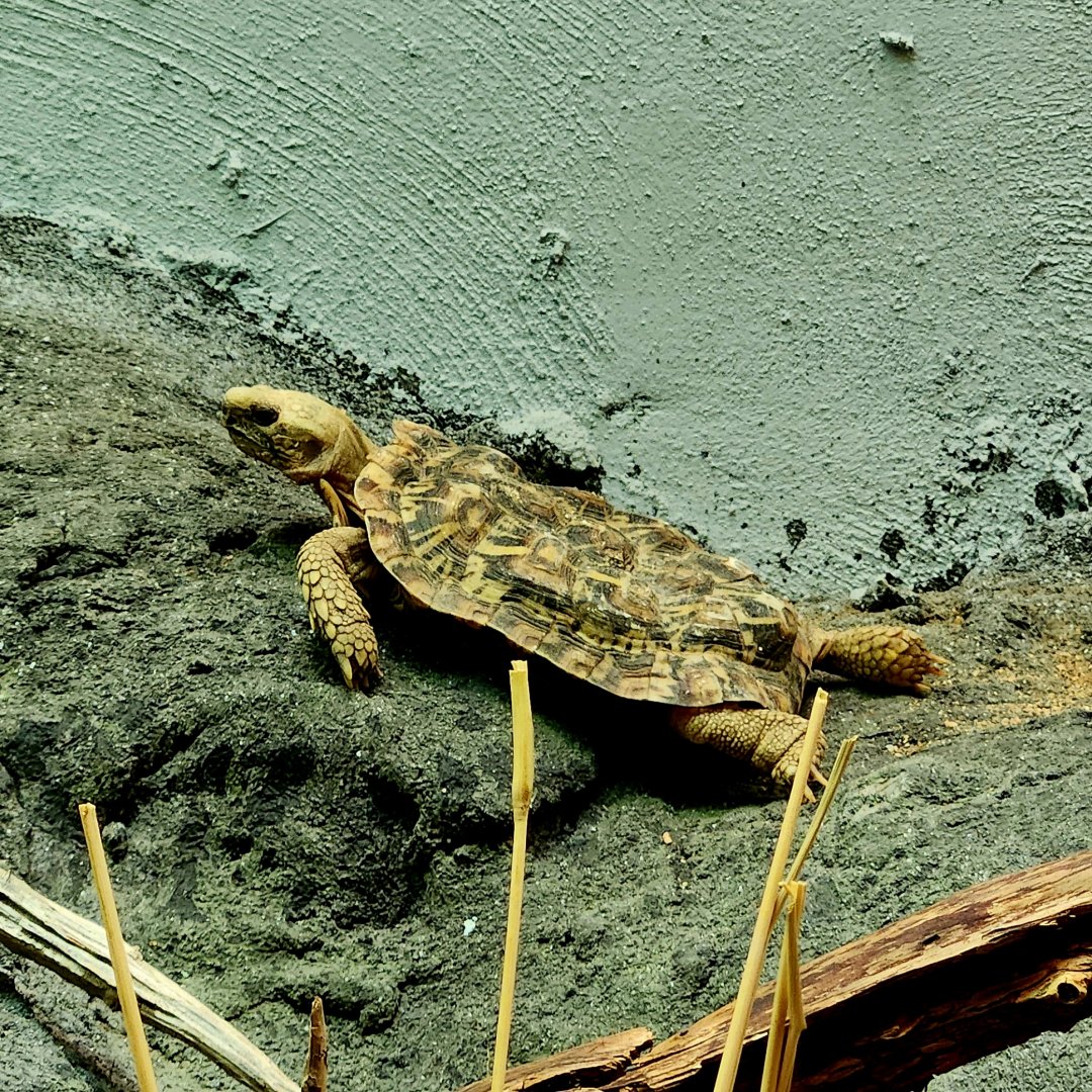 Pancake Tortoise (Malacochersus tornieri)