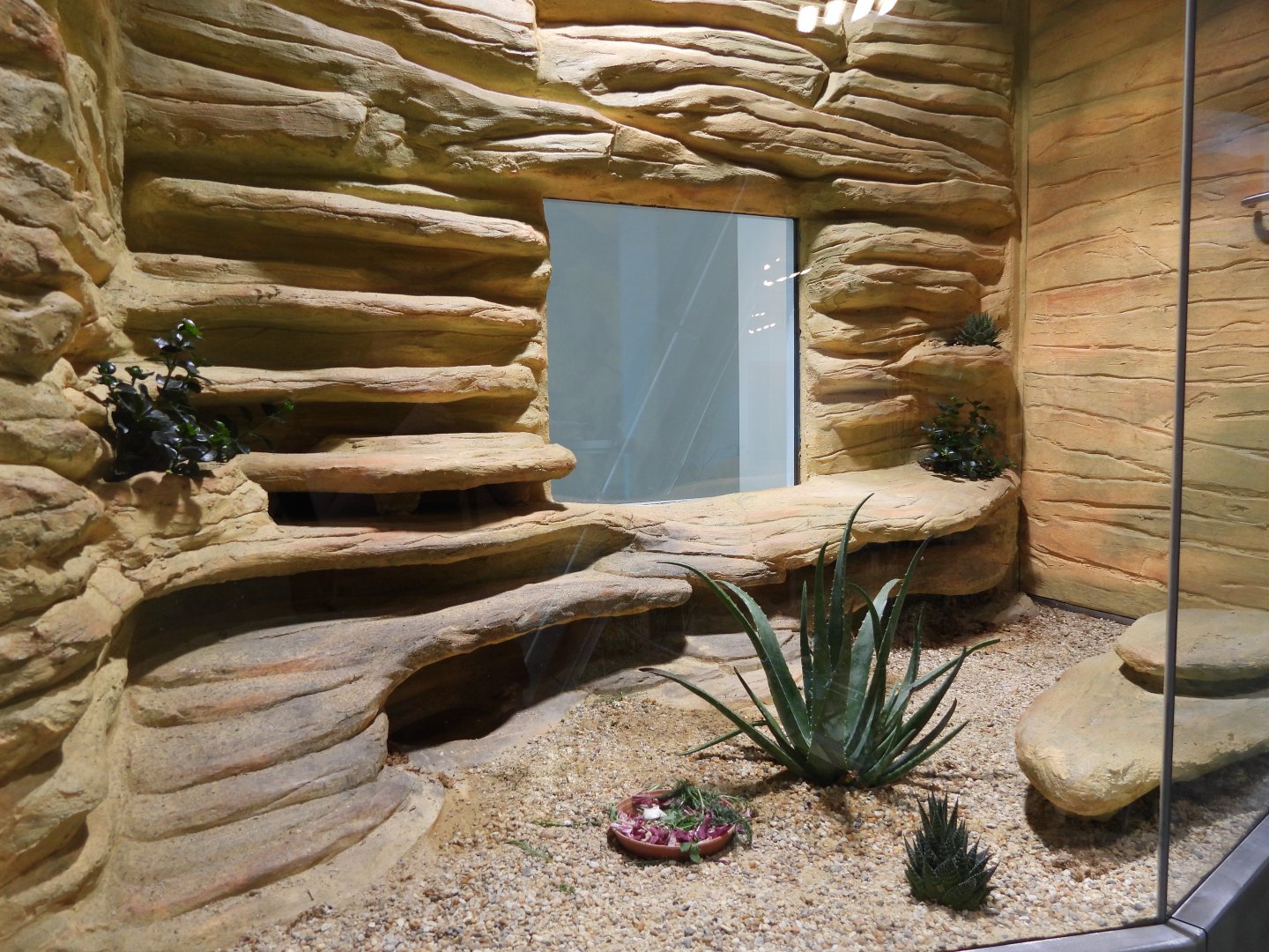 Pancake tortoise (Malacochersus tornieri)