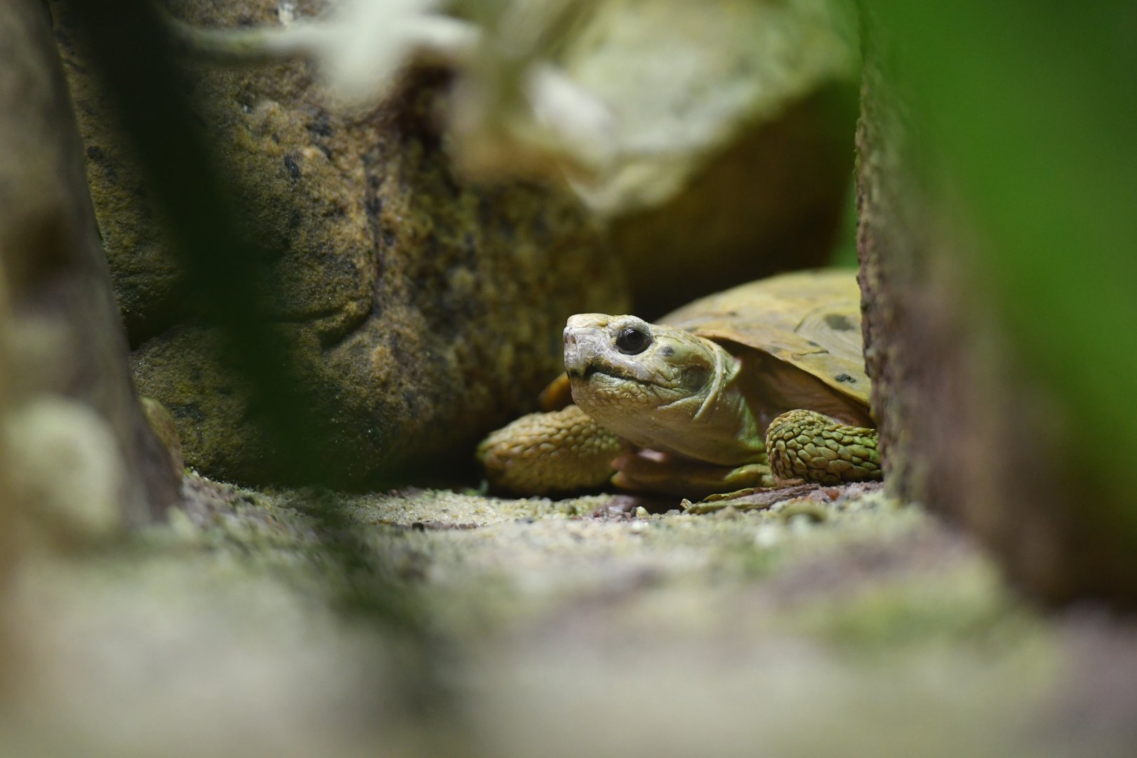 Pancake tortoise Malacochersus tornieri