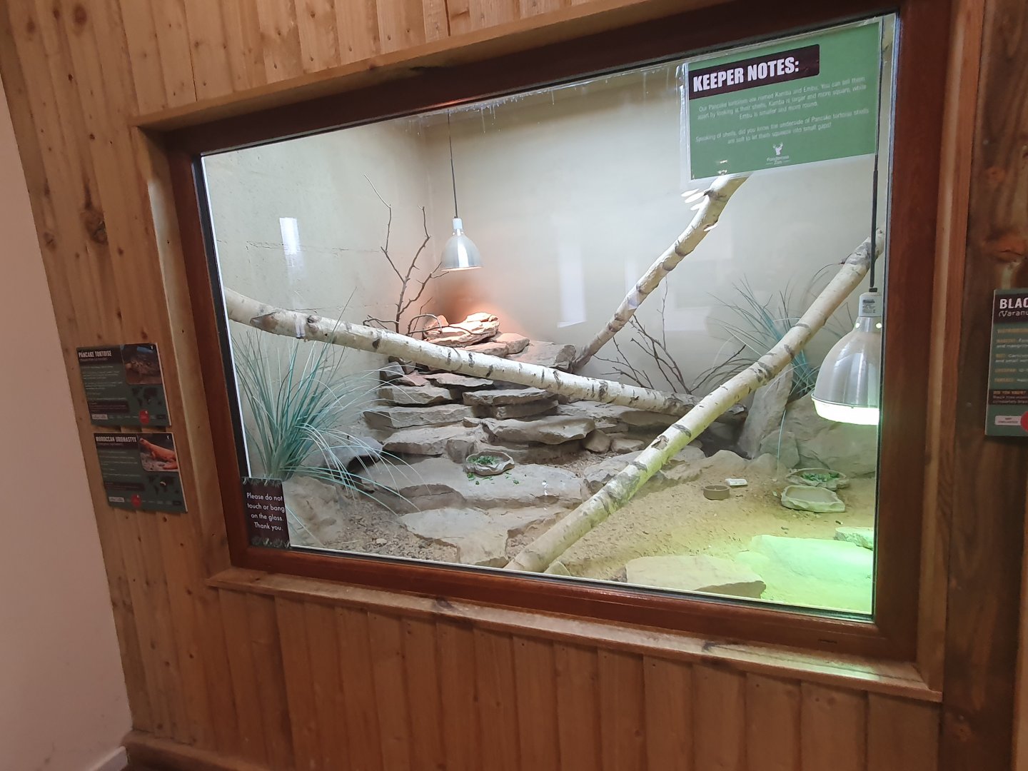 Pancake Tortoise/Moroccan Uromastyx enclosure