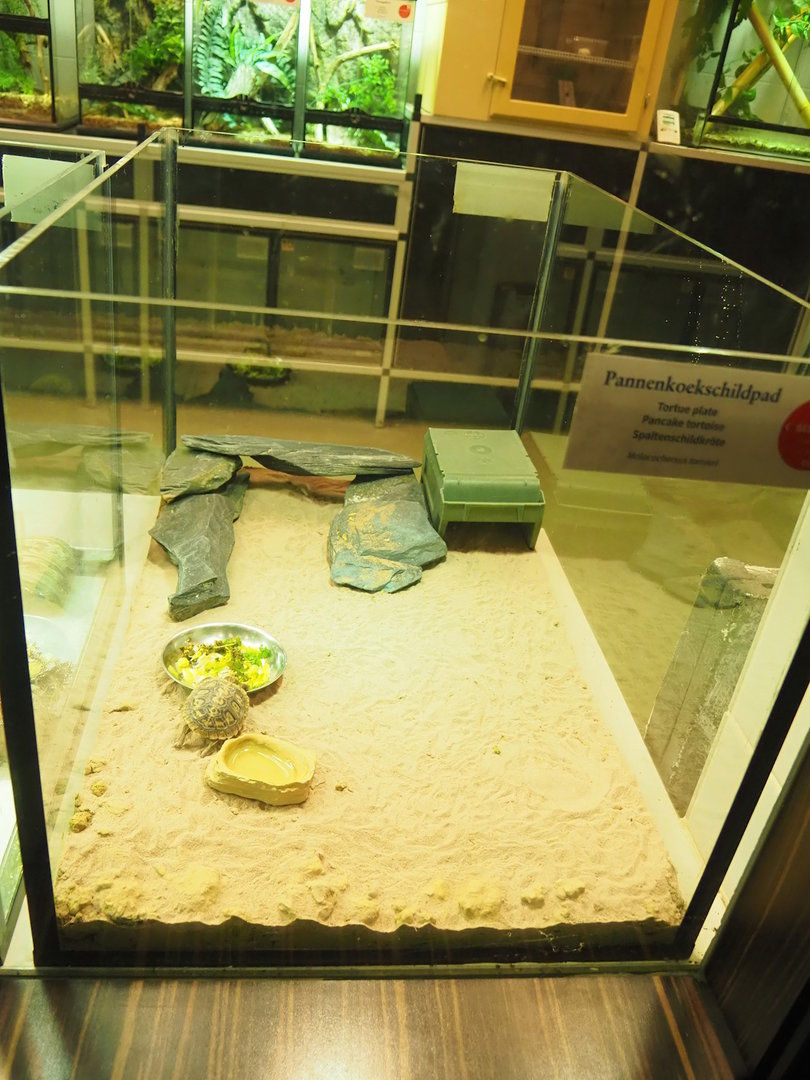 Pancake tortoise raising terrarium, 2022-10-29