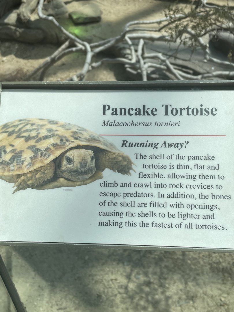 Pancake Tortoise Signage (No Show)
