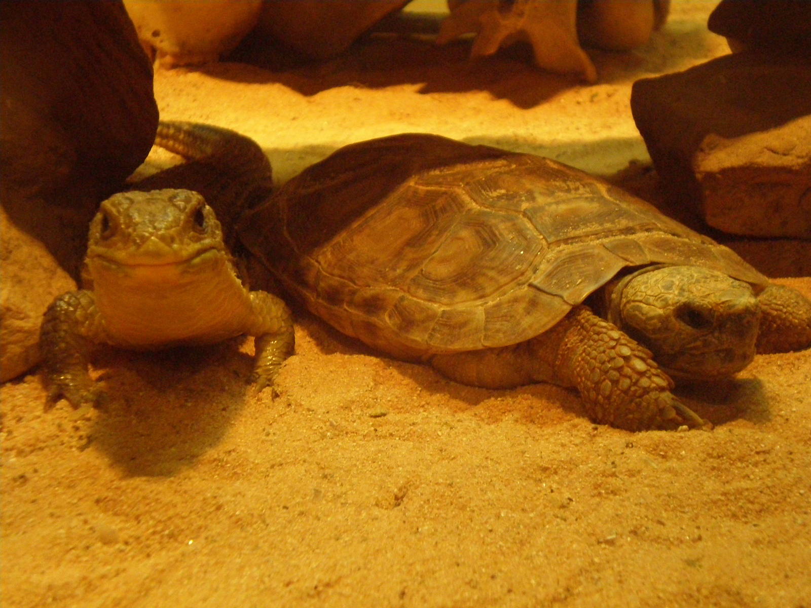 Pancake Tortoise Sudan Plated Lizard- AA JUN08 III