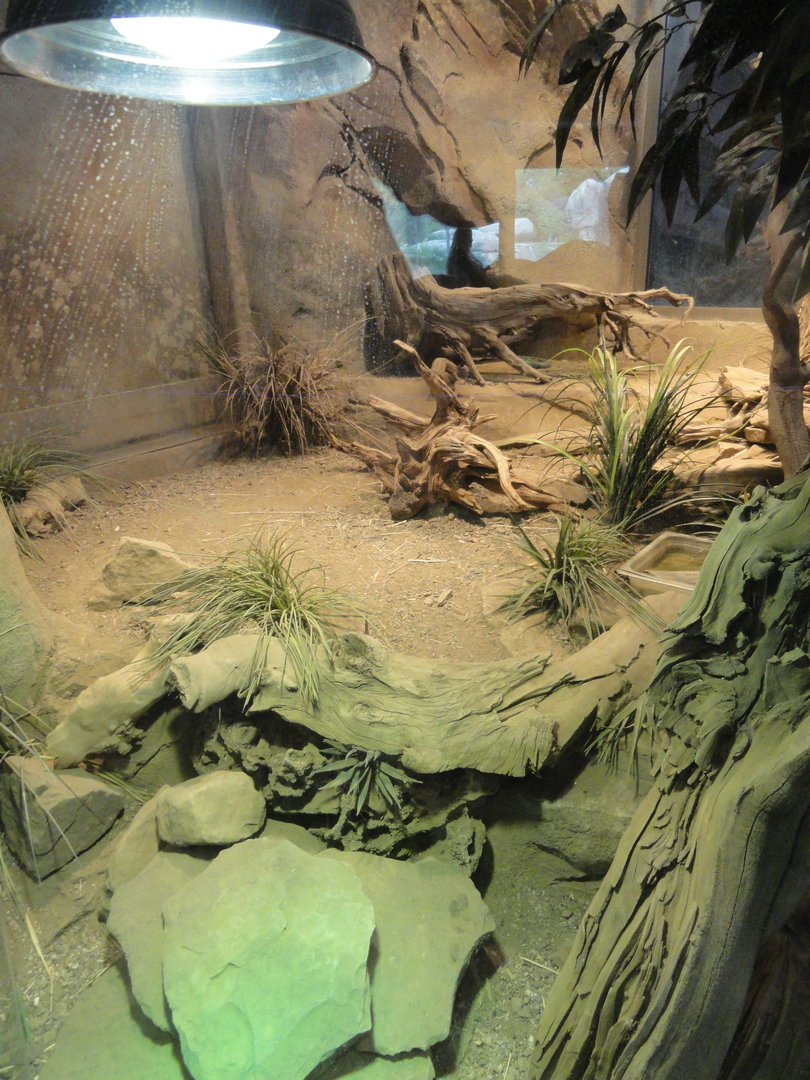 Pancake Tortoise & Sudan Plated Lizard Exhibit