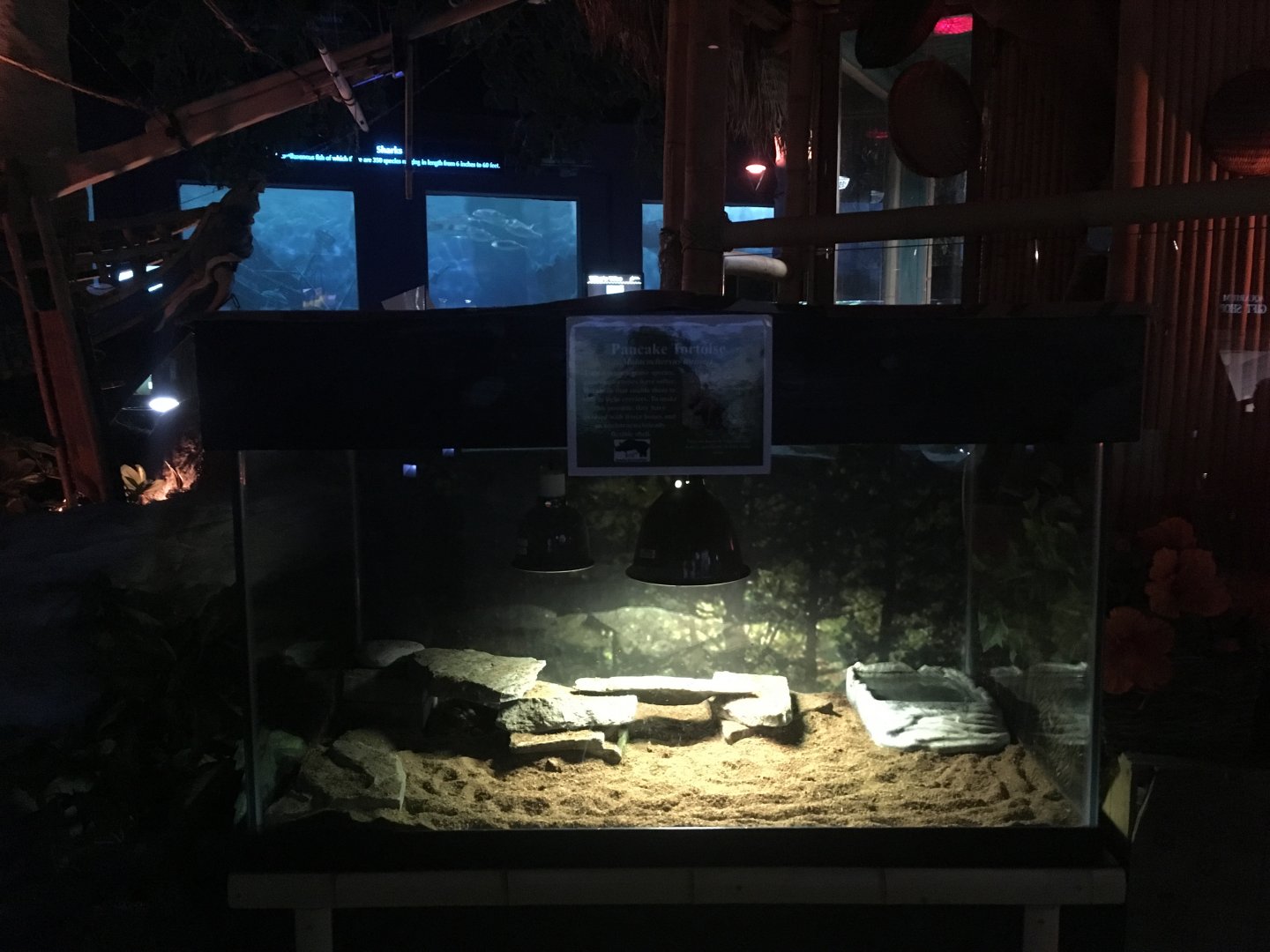 Pancake tortoise terrarium