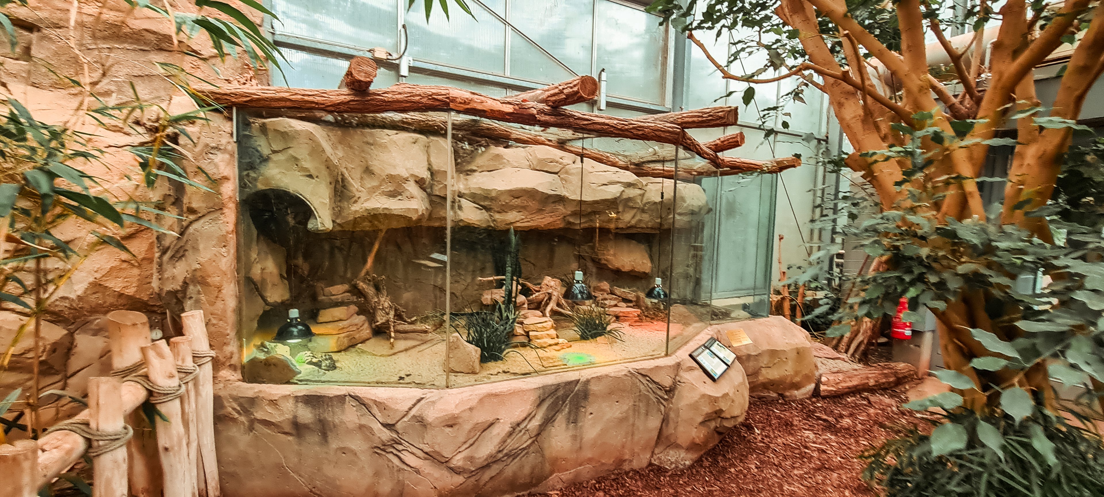 Pancake tortoise terrarium