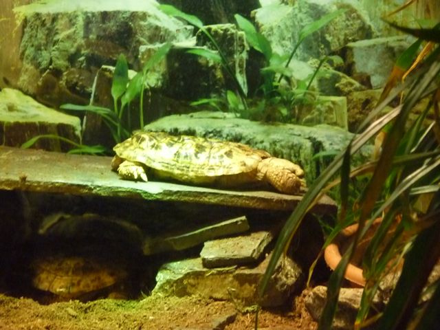 Pancake Tortoise
