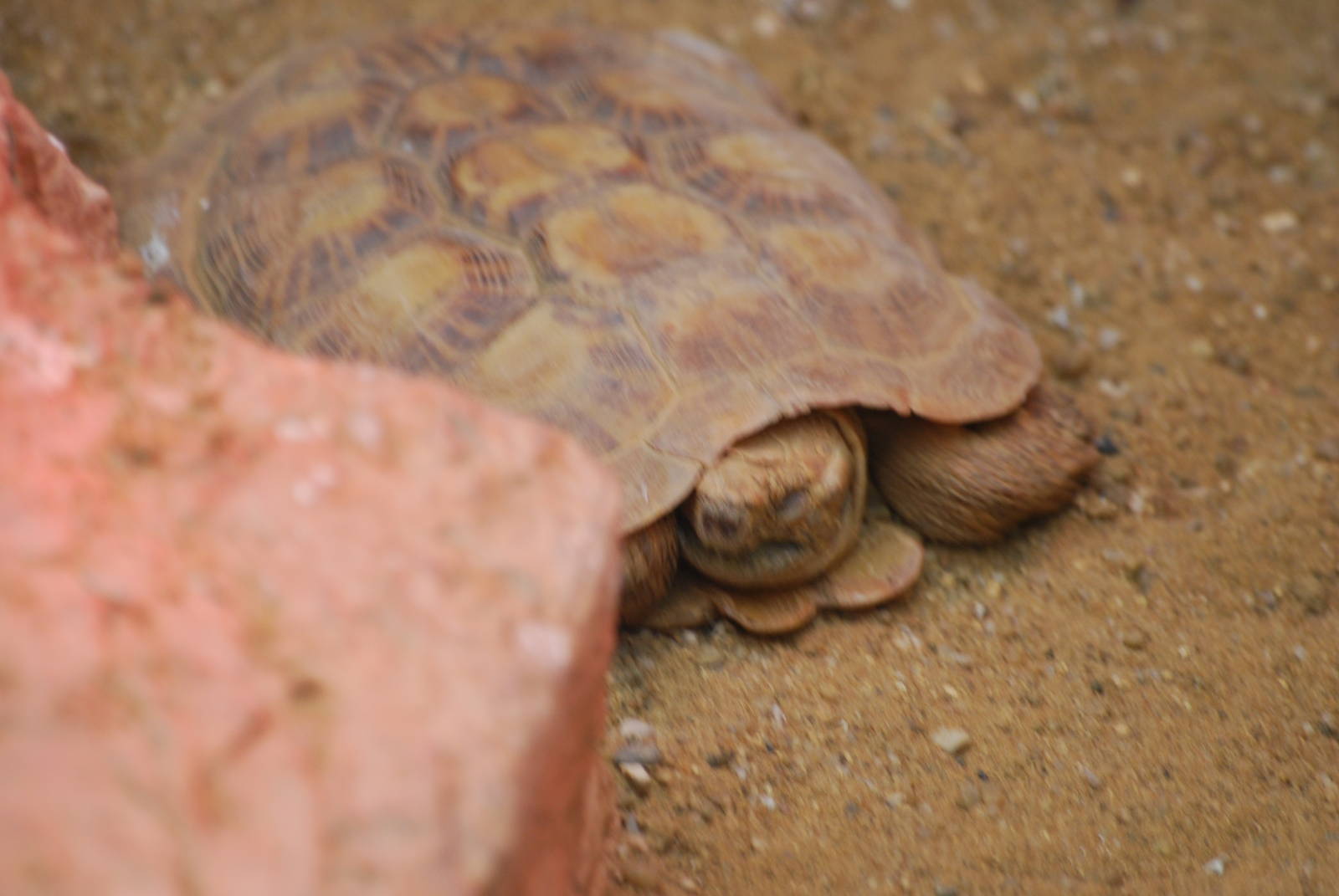Pancake tortoise