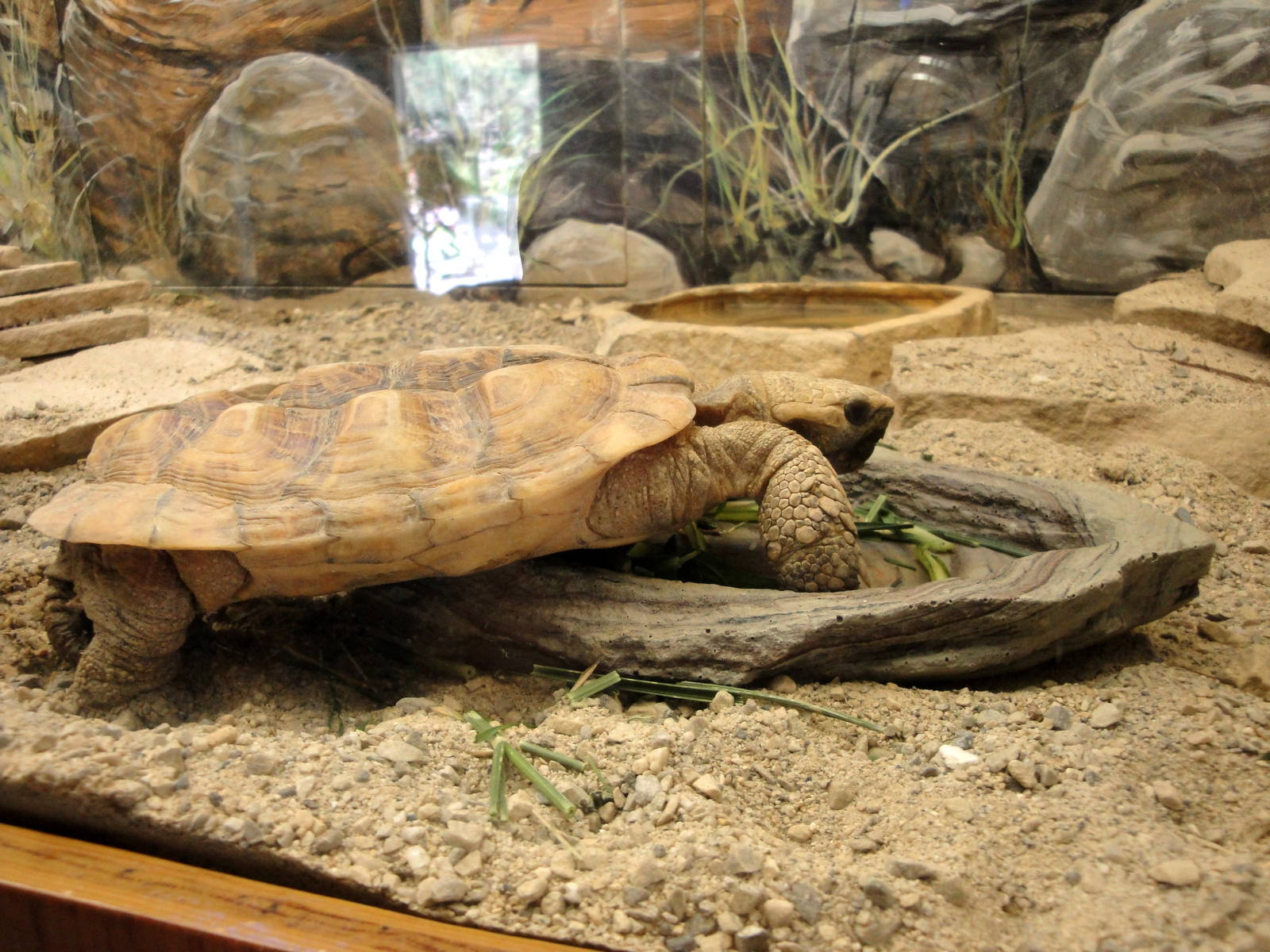 Pancake Tortoise