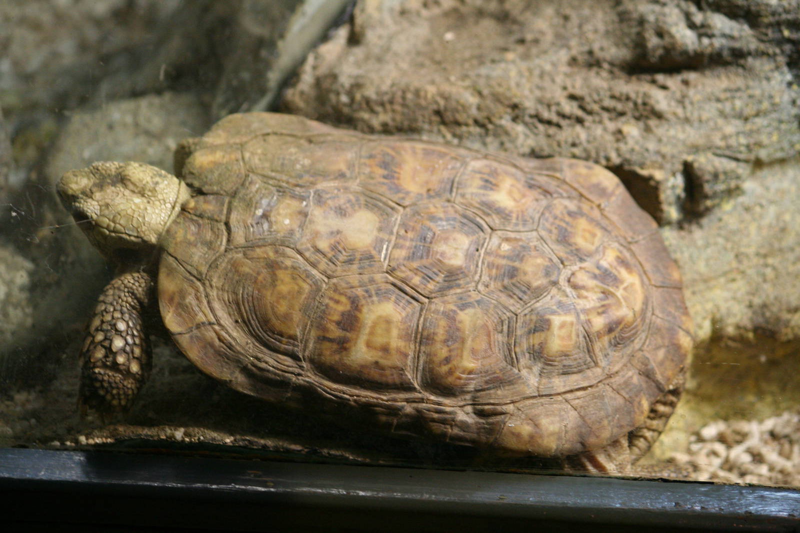 Pancake tortoise