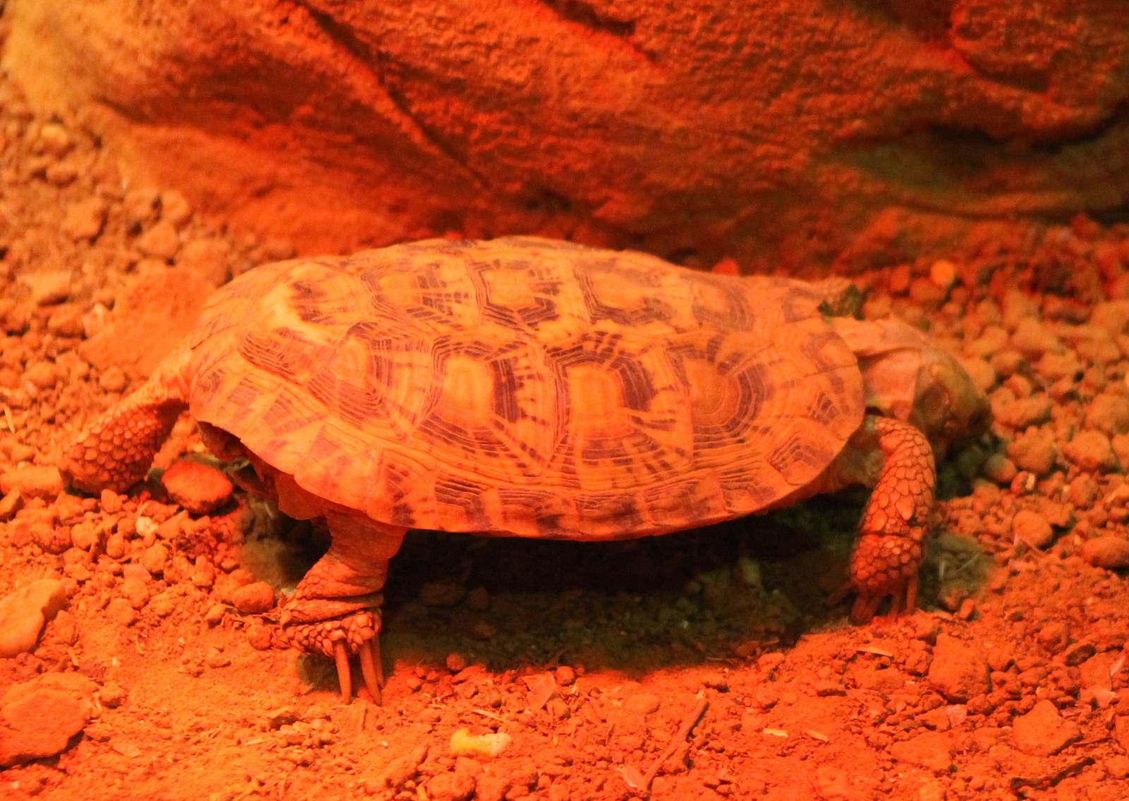 Pancake tortoise
