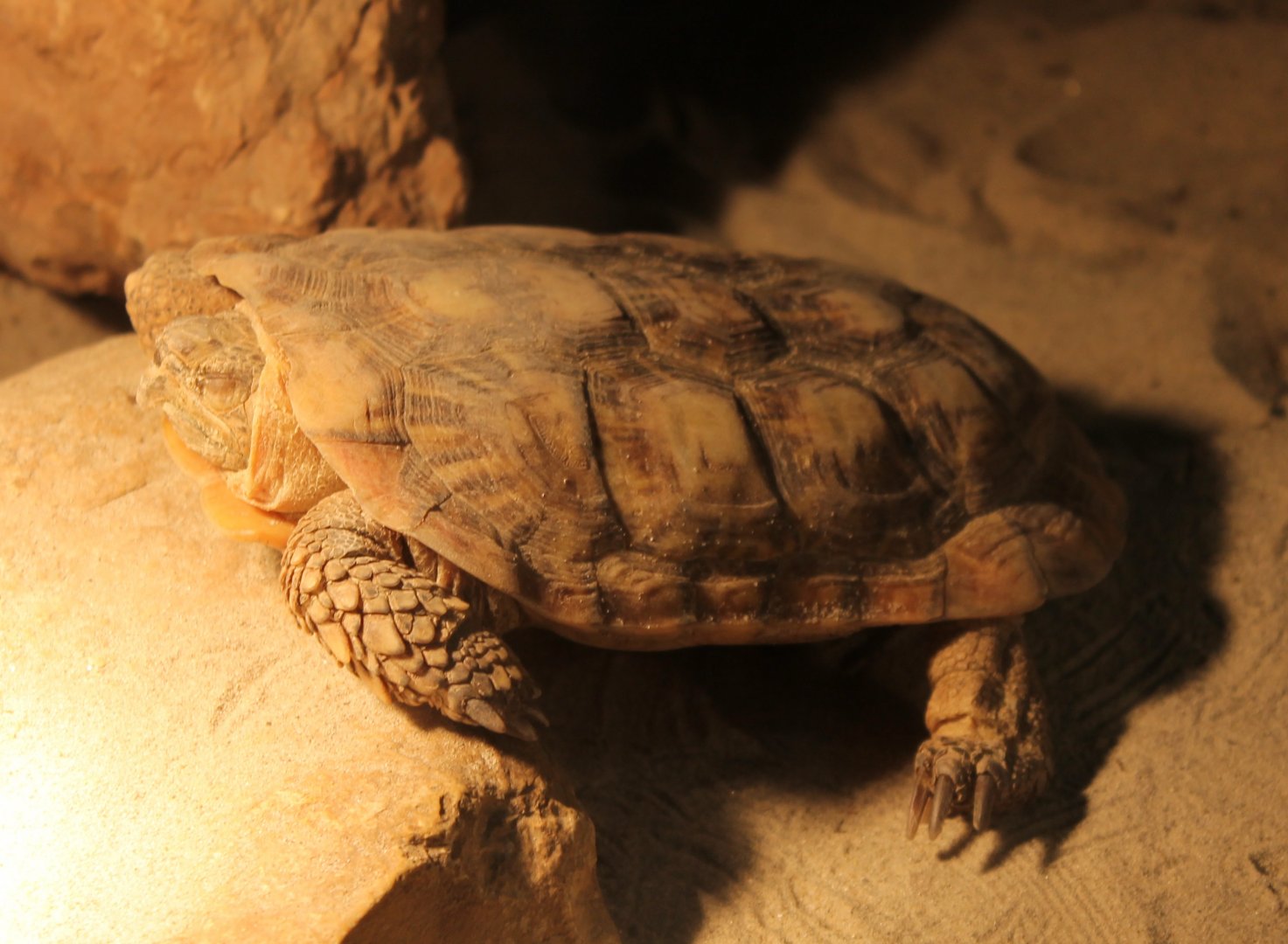 Pancake tortoise