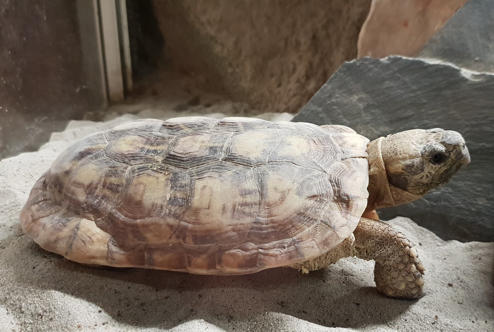 Pancake tortoise