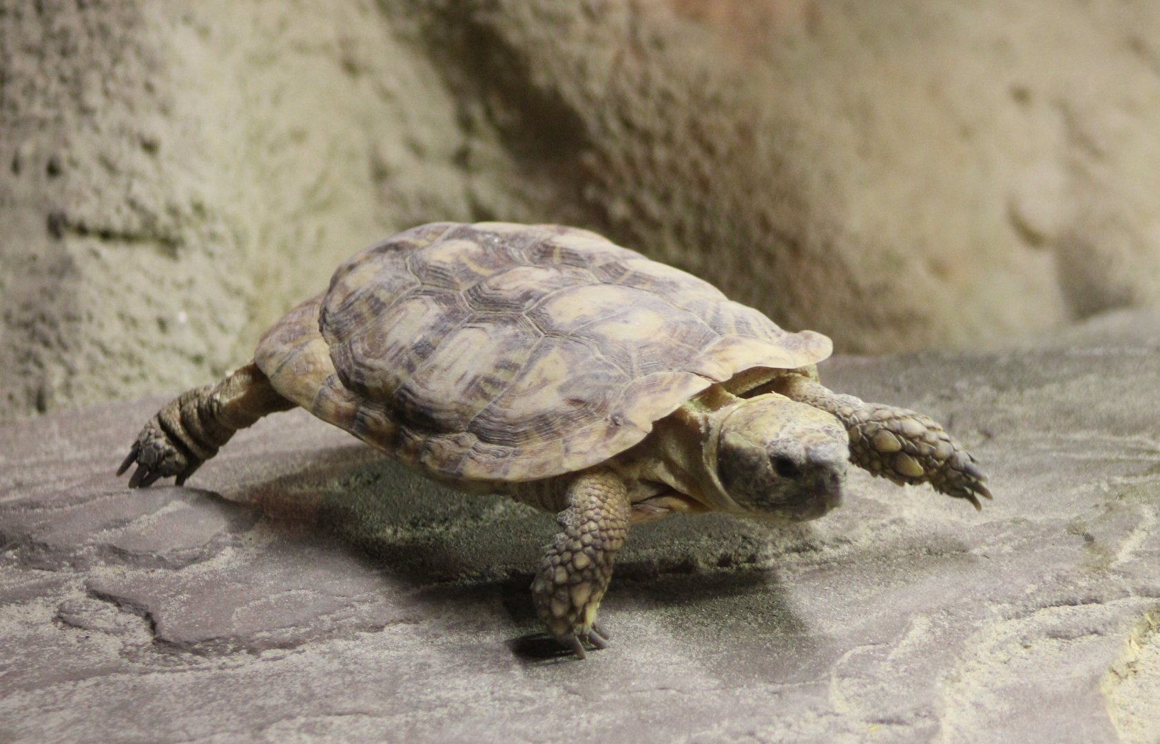 Pancake tortoise