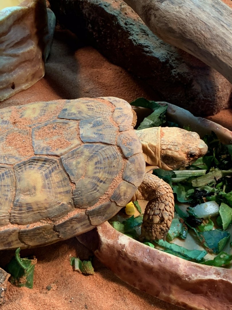 Pancake tortoise
