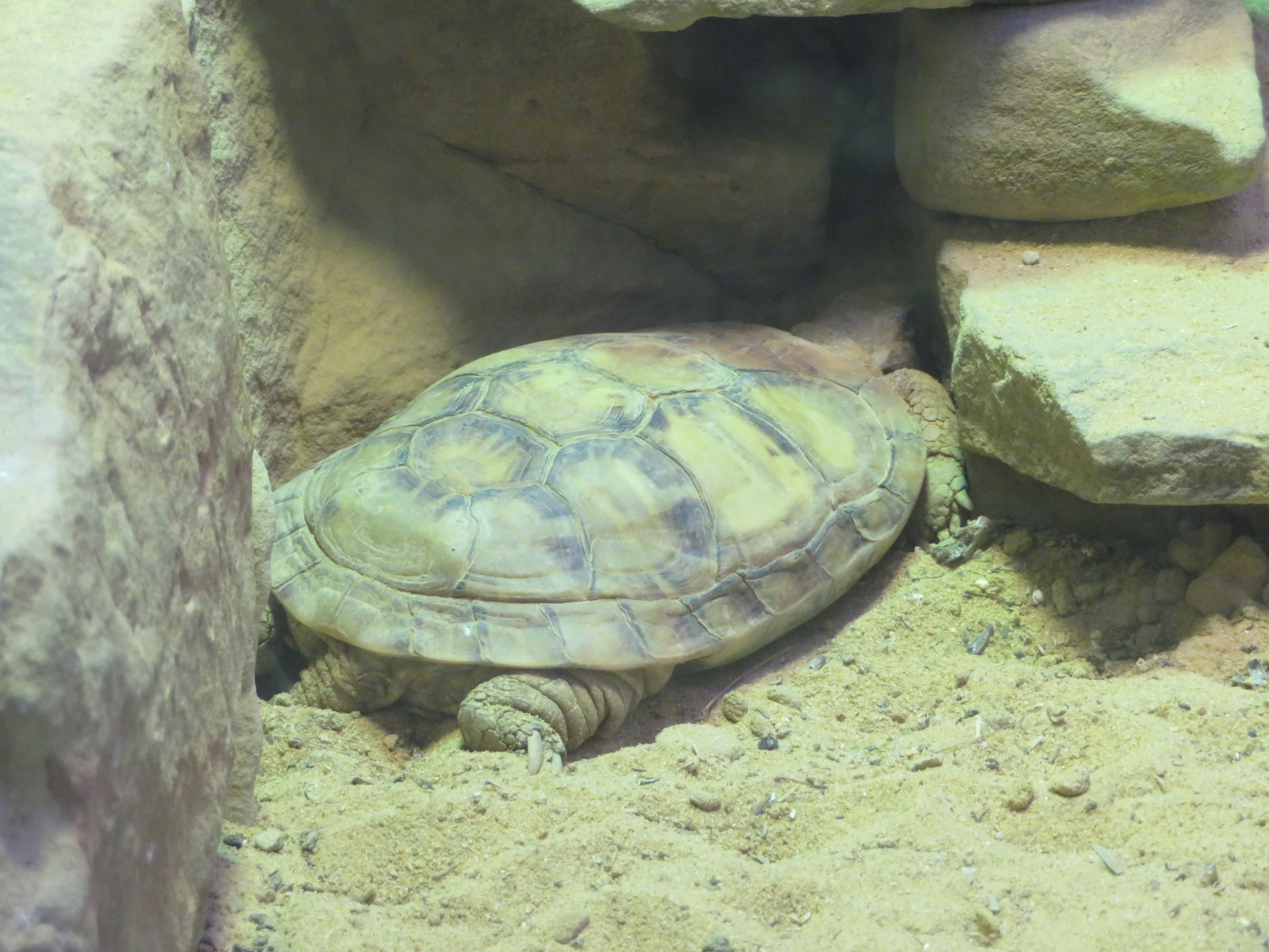 Pancake Tortoise