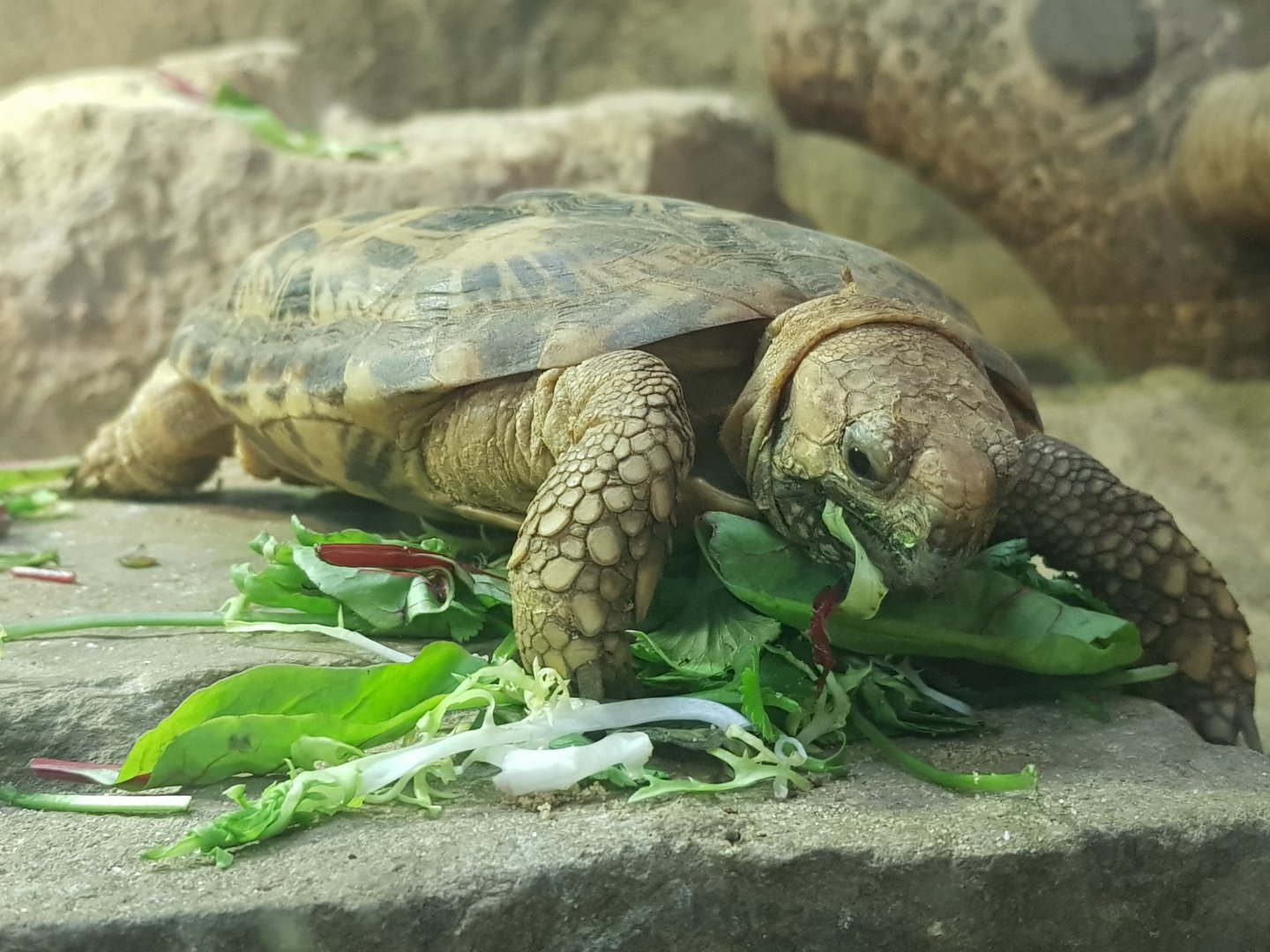 Pancake Tortoise