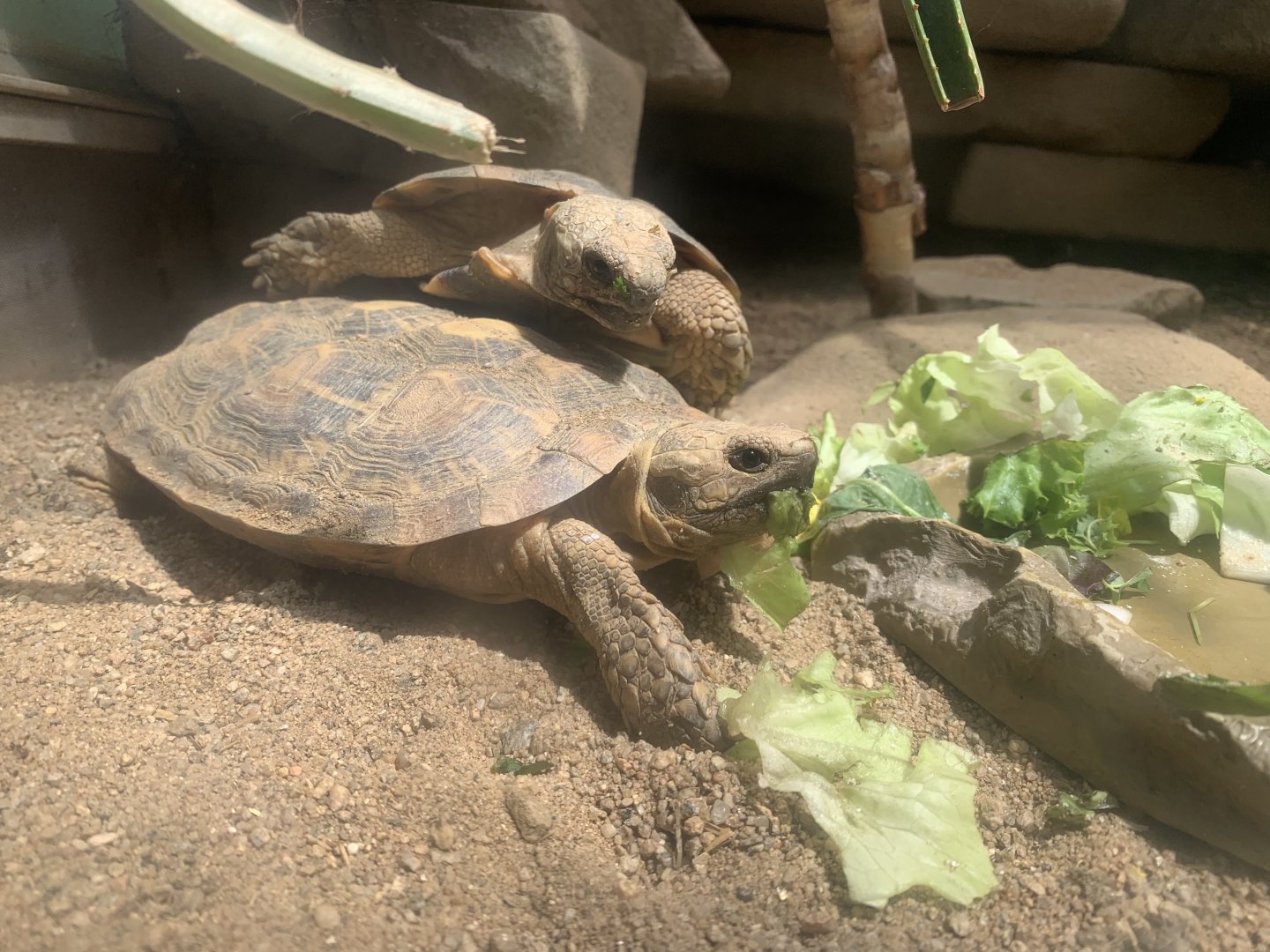 Pancake tortoise