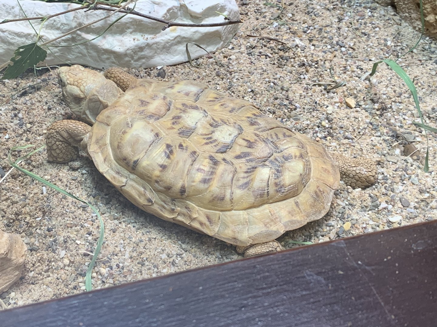 Pancake tortoise