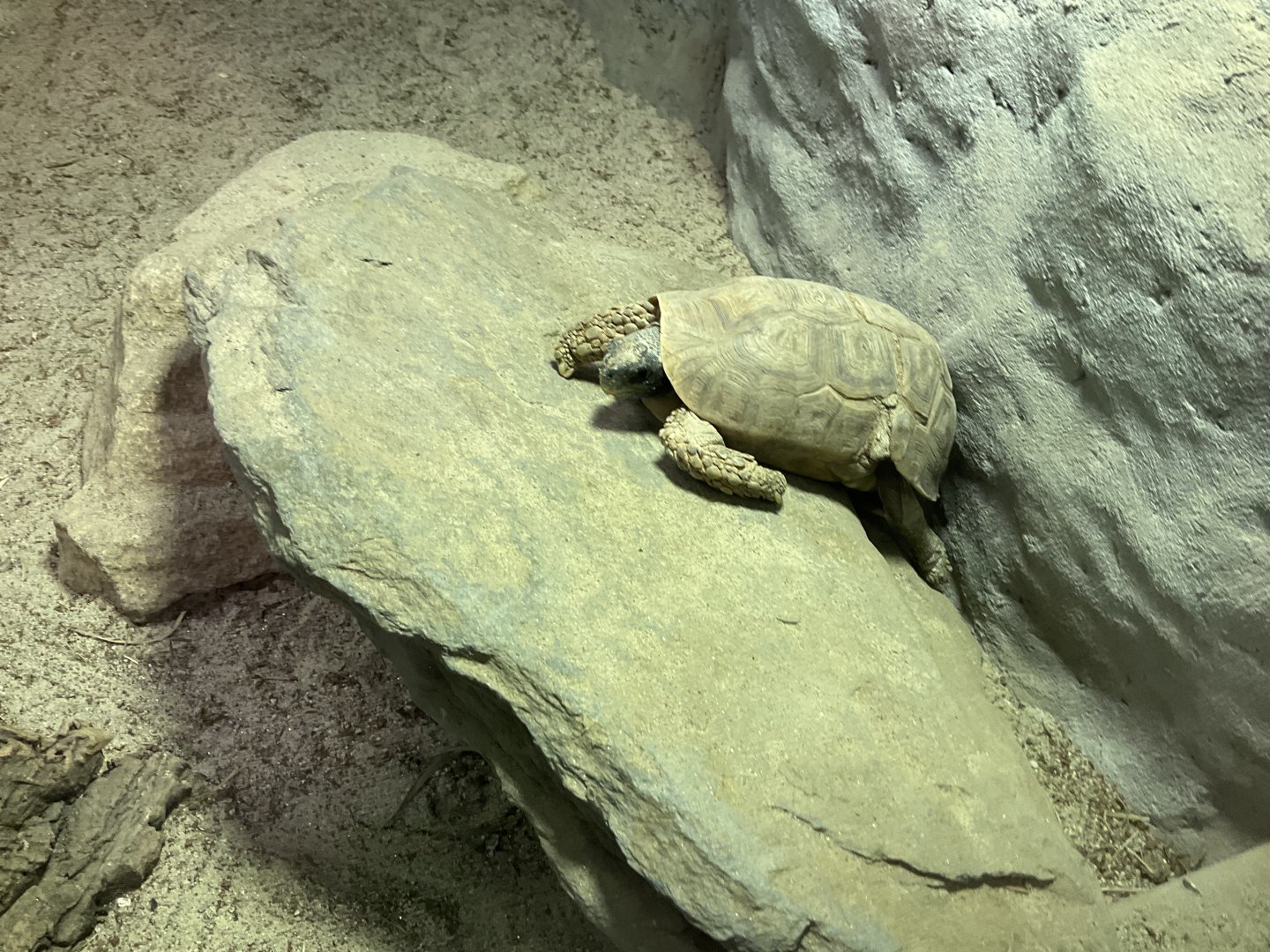 Pancake Tortoise