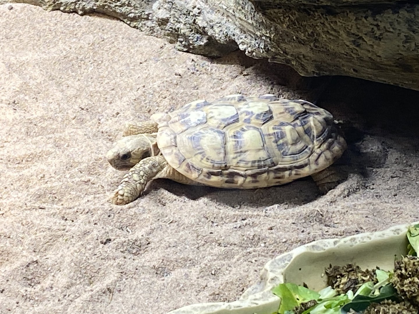 Pancake tortoise