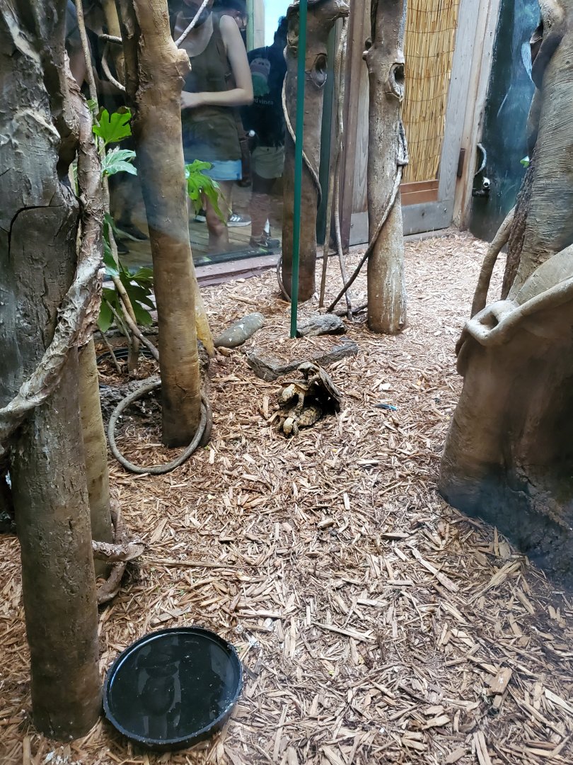 Pancake Tortoises - August 2021