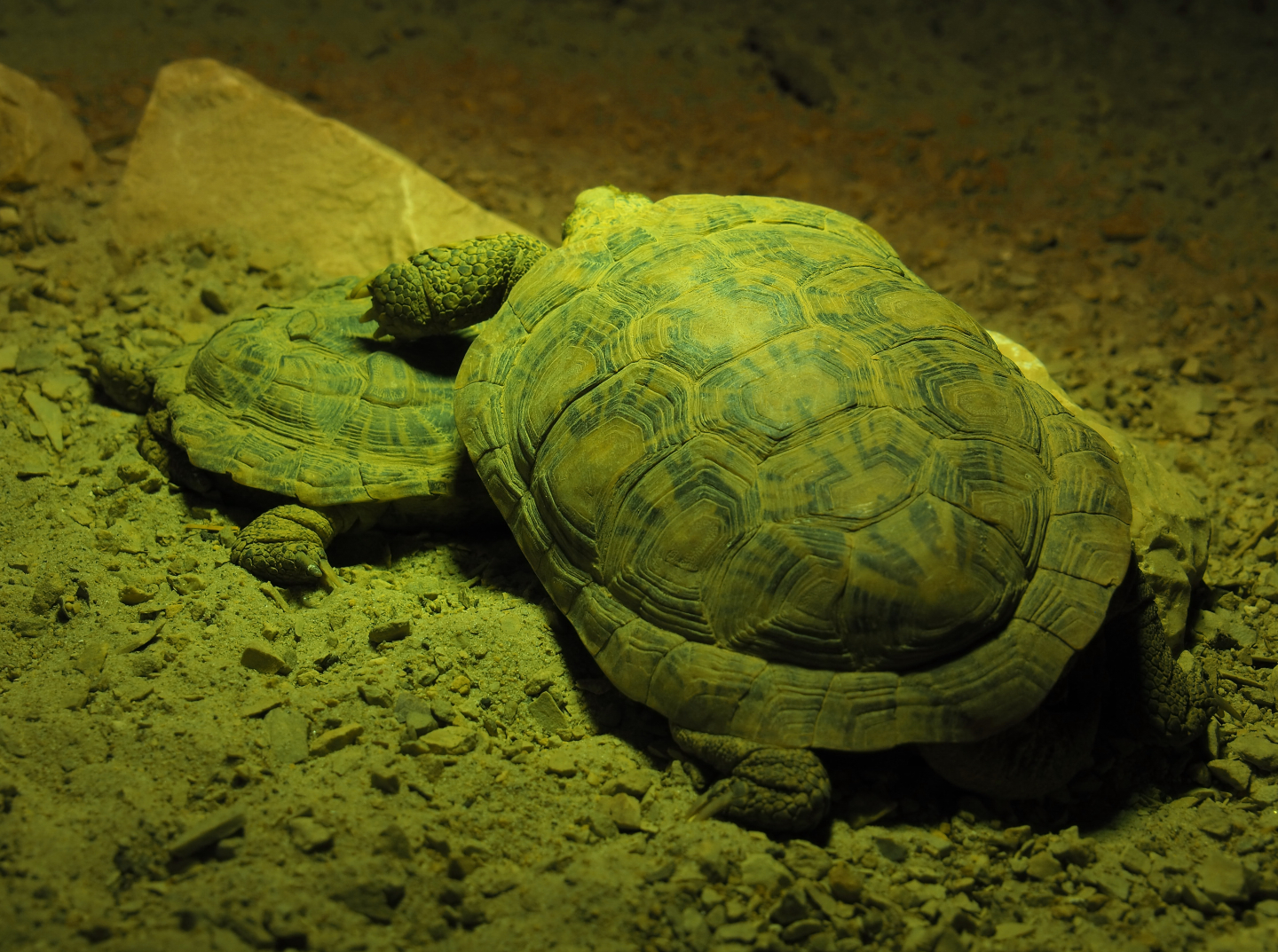 Pancake tortoises (Malacochersus tornieri), 2019-10-04