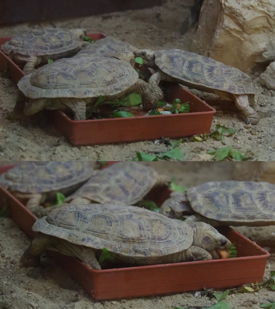 Pancake tortoises (Malacochersus tornieri), 2020-09-02