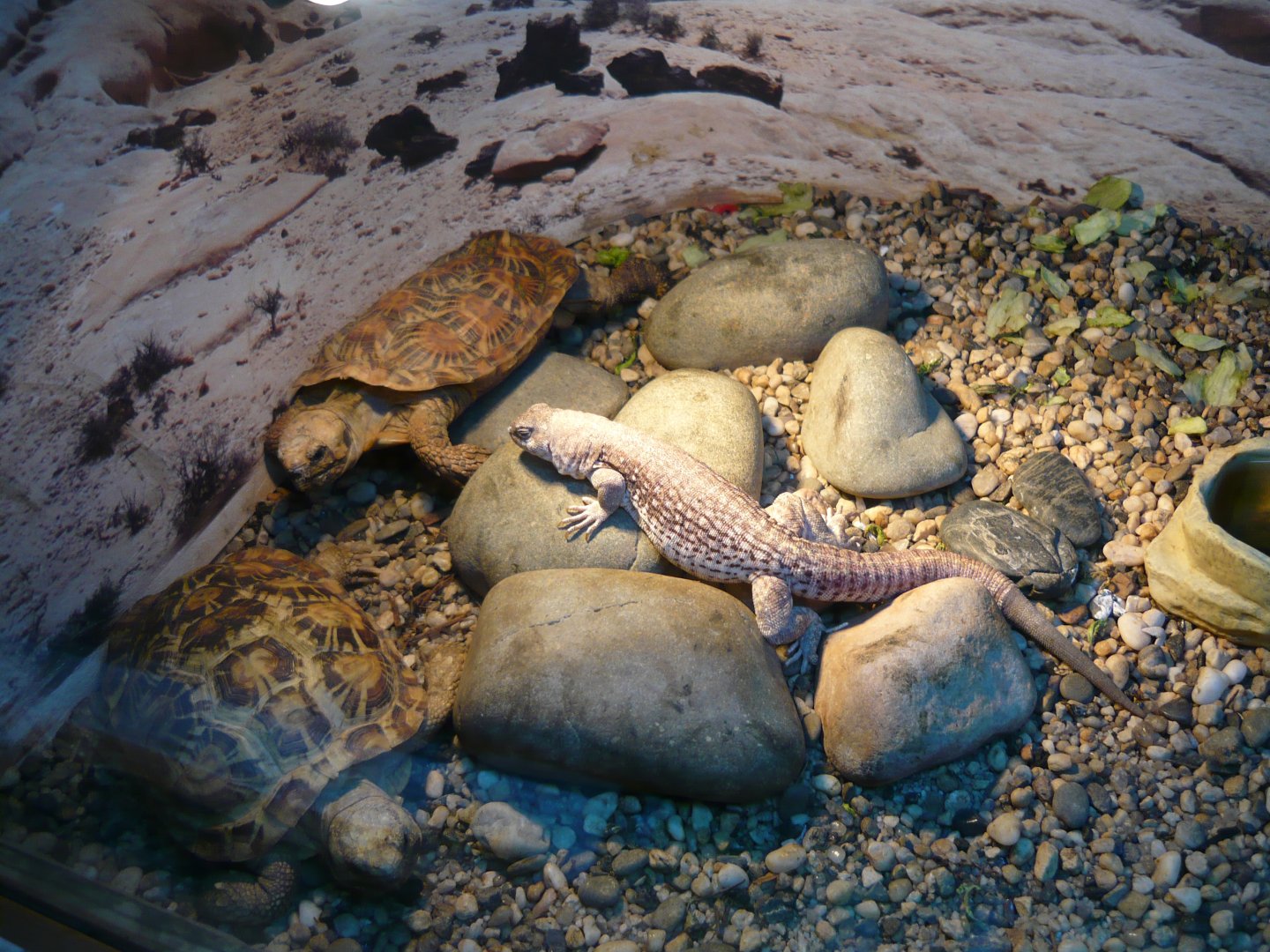Pancake tortoises (Malacochersus tornieri) and Desert iguana (Dipsosaurus dorsalis)