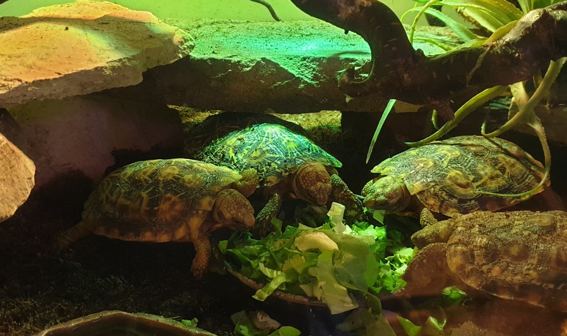 Pancake tortoises - Malacochersus tornieri
