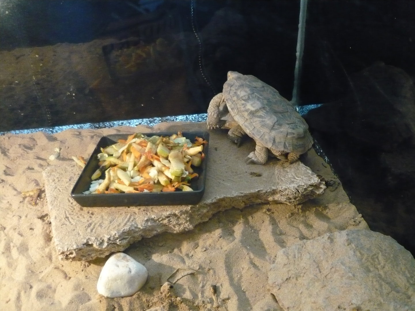 Pancake tortoises (Malacochersus tornieri)