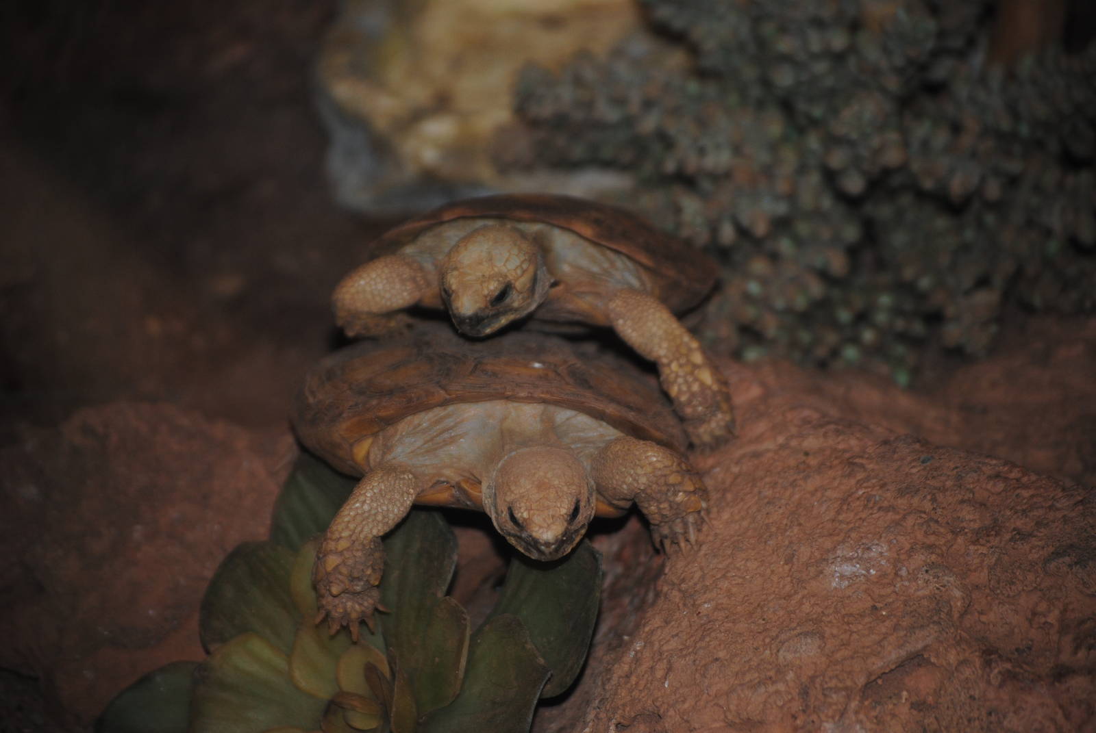 Pancake Tortoises