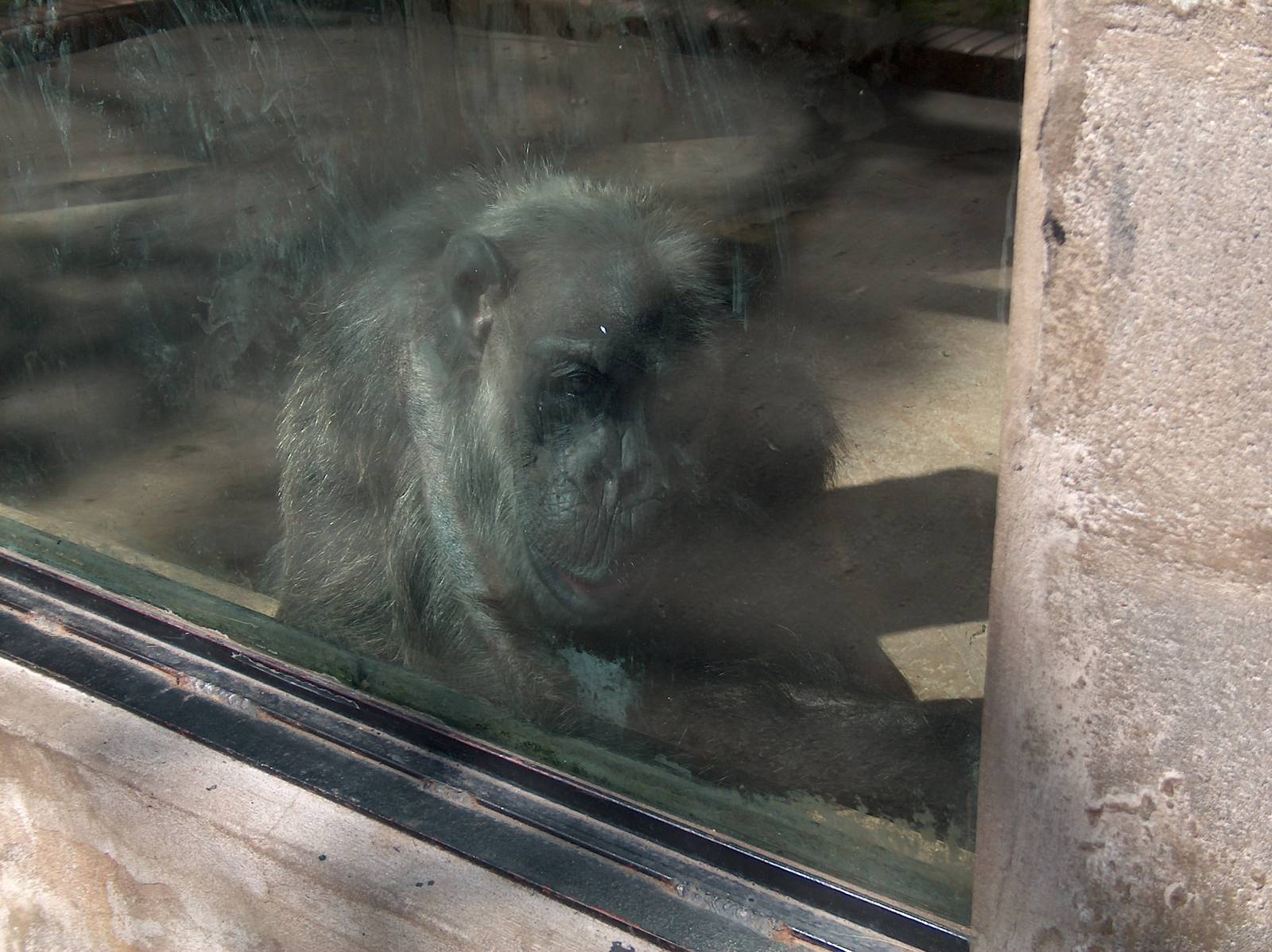 Pancho Buenos Aires Zoo 1958 - 2011
