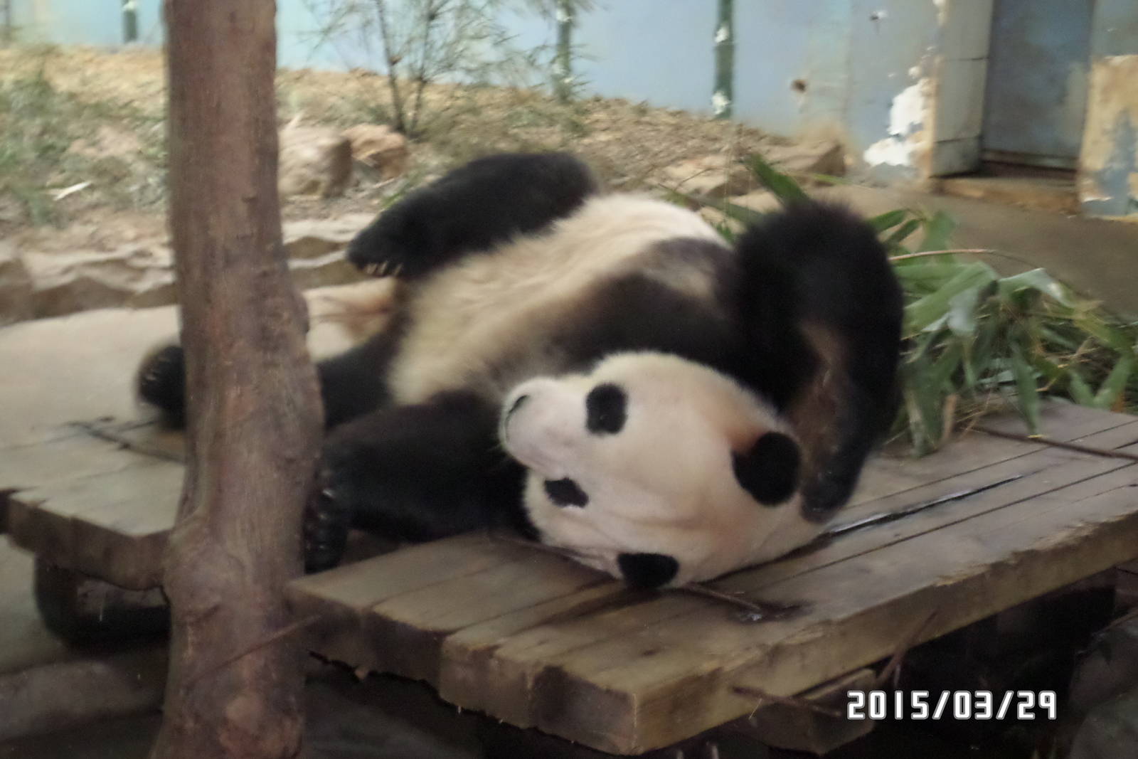 panda 29-3-2015