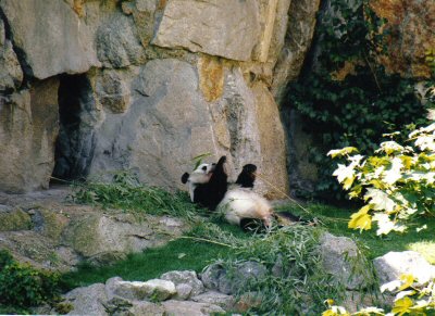 Panda at Berlin Zoo
