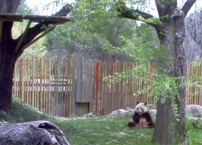 Panda at Madrid Zoo April 2008