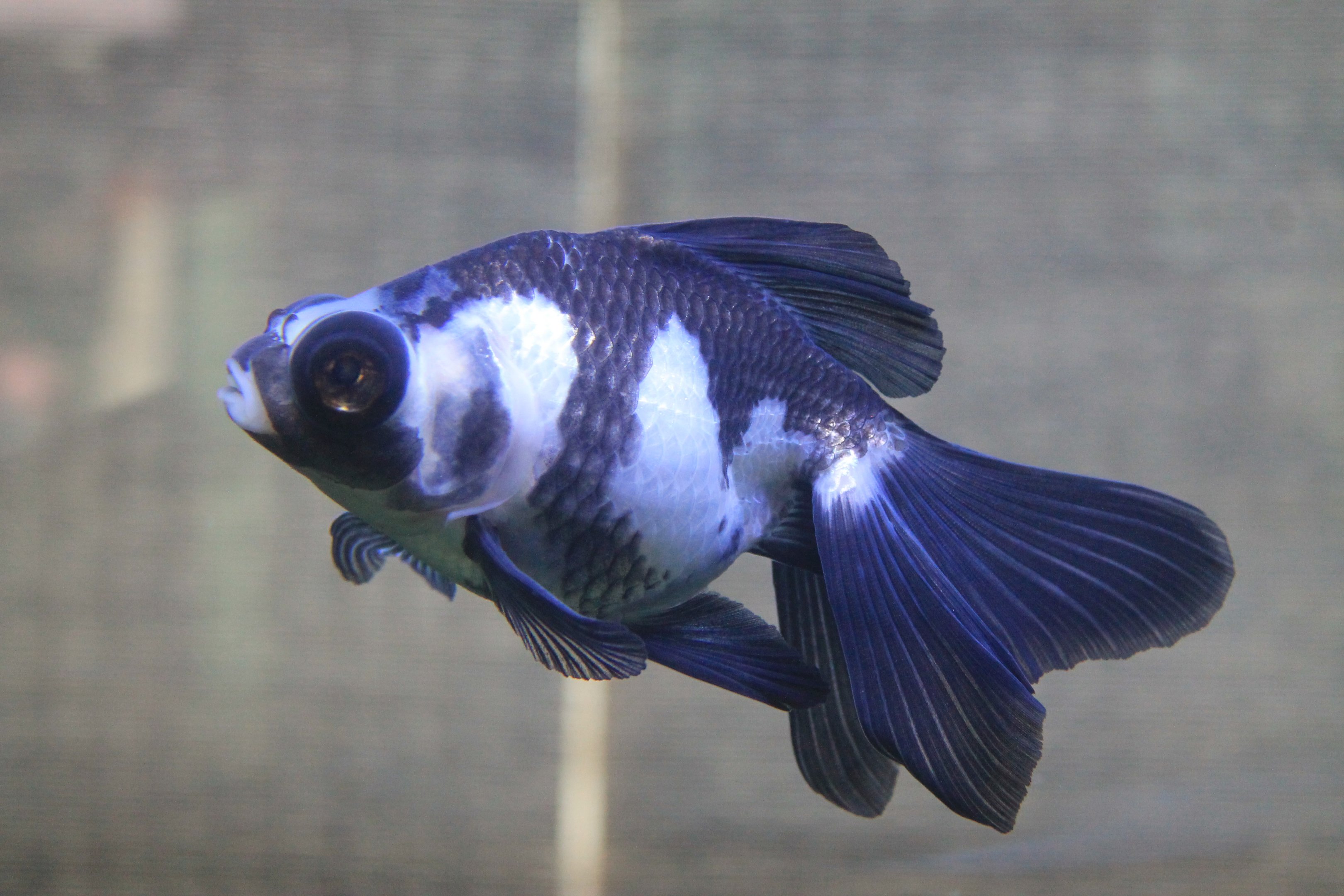 Panda Butterfly Tail (goldfish)
