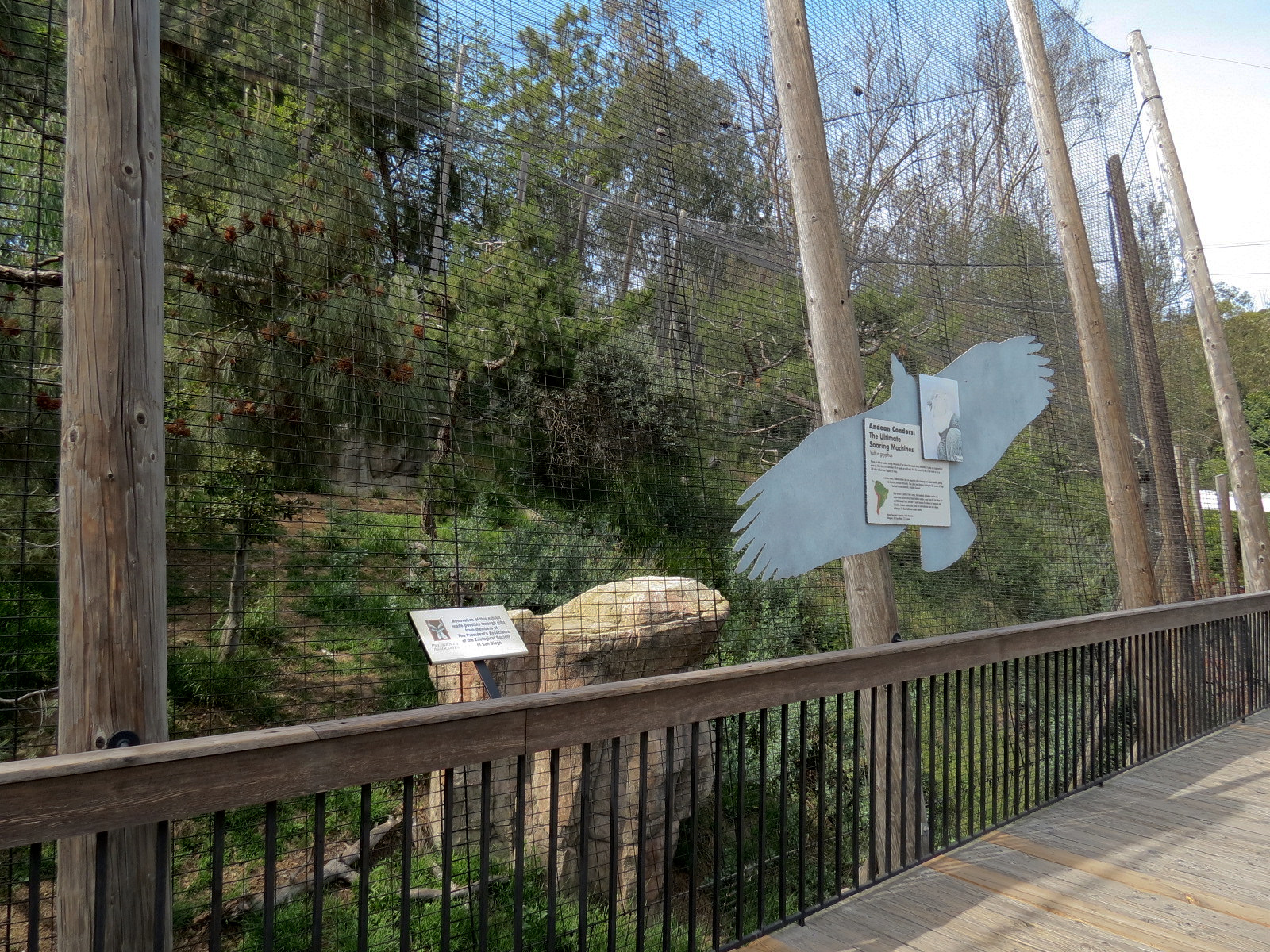 Panda Canyon - Birds of Prey - Andean Condor Exhibit