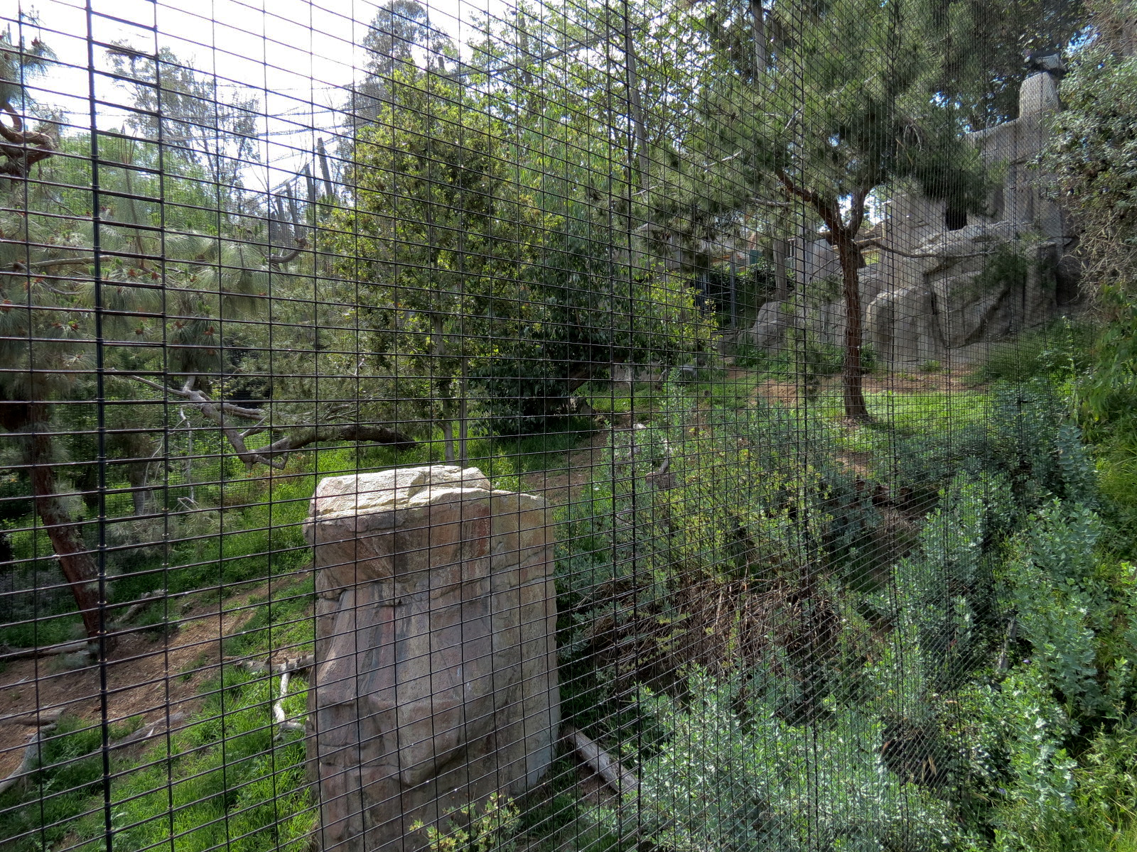 Panda Canyon - Birds of Prey - Andean Condor Exhibit