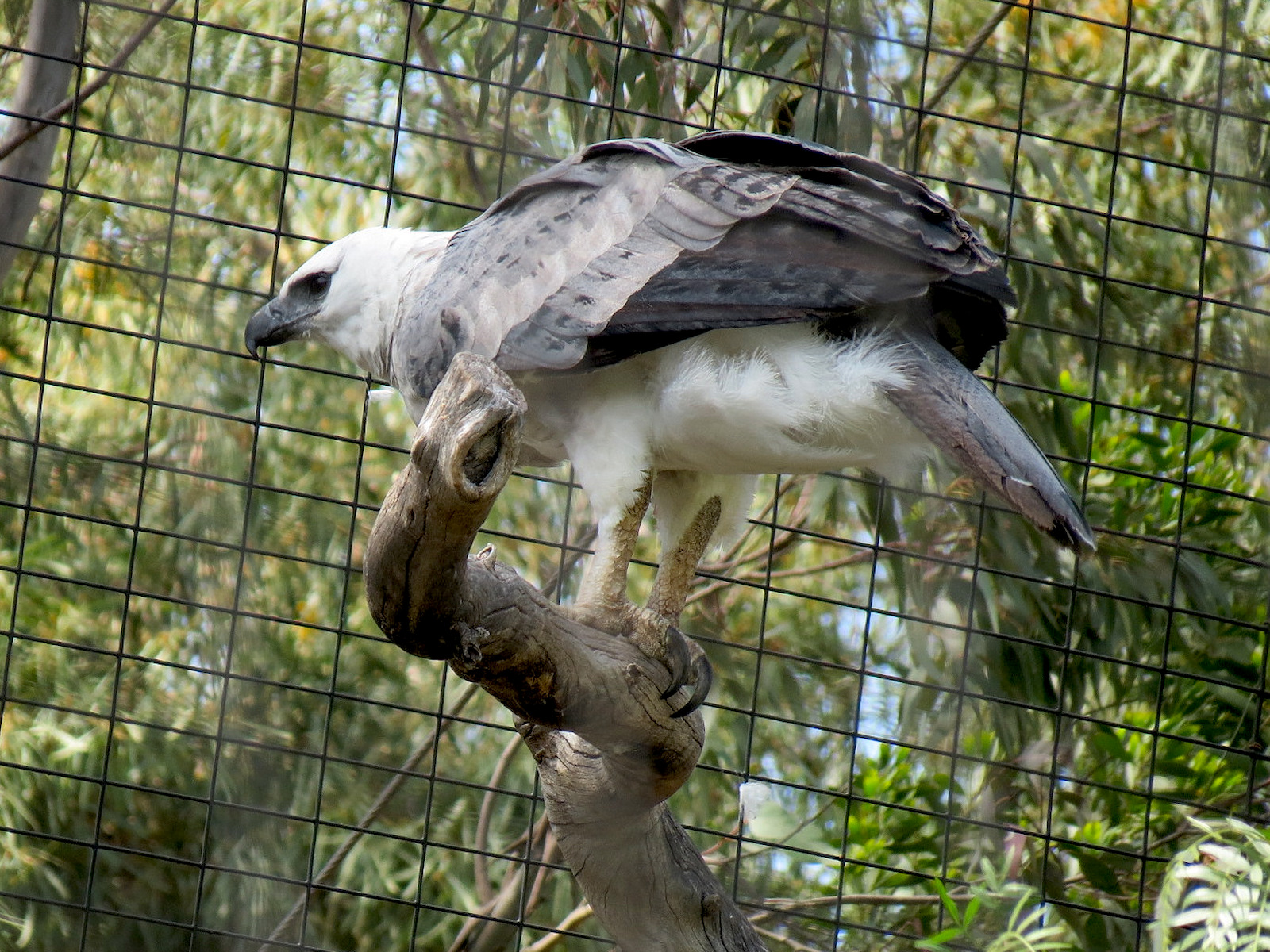 Panda Canyon - Birds of Prey - Harpy Eagle Exhibit