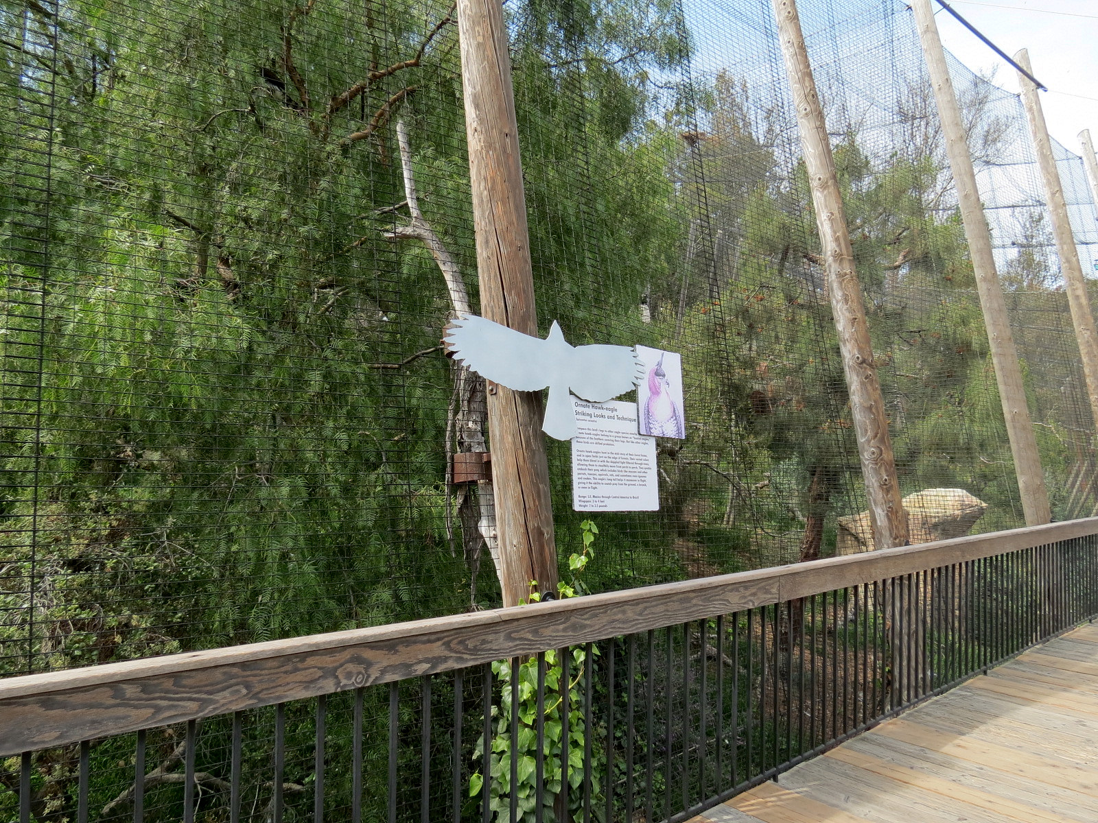 Panda Canyon - Birds of Prey - Ornate Hawk Eagle Exhibit