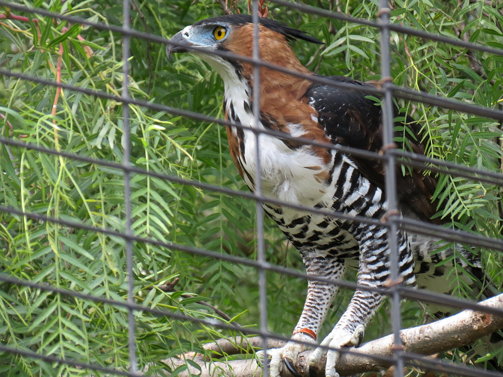 Panda Canyon - Birds of Prey - Ornate Hawk Eagle Exhibit