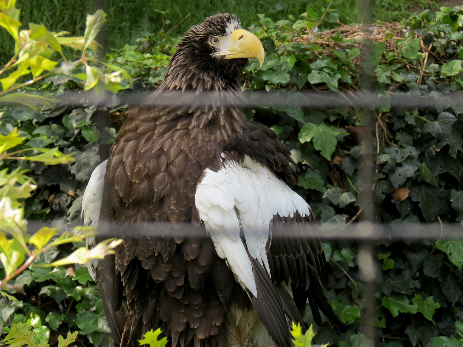 Panda Canyon - Birds of Prey - Stellars Sea Eagle Exhibit