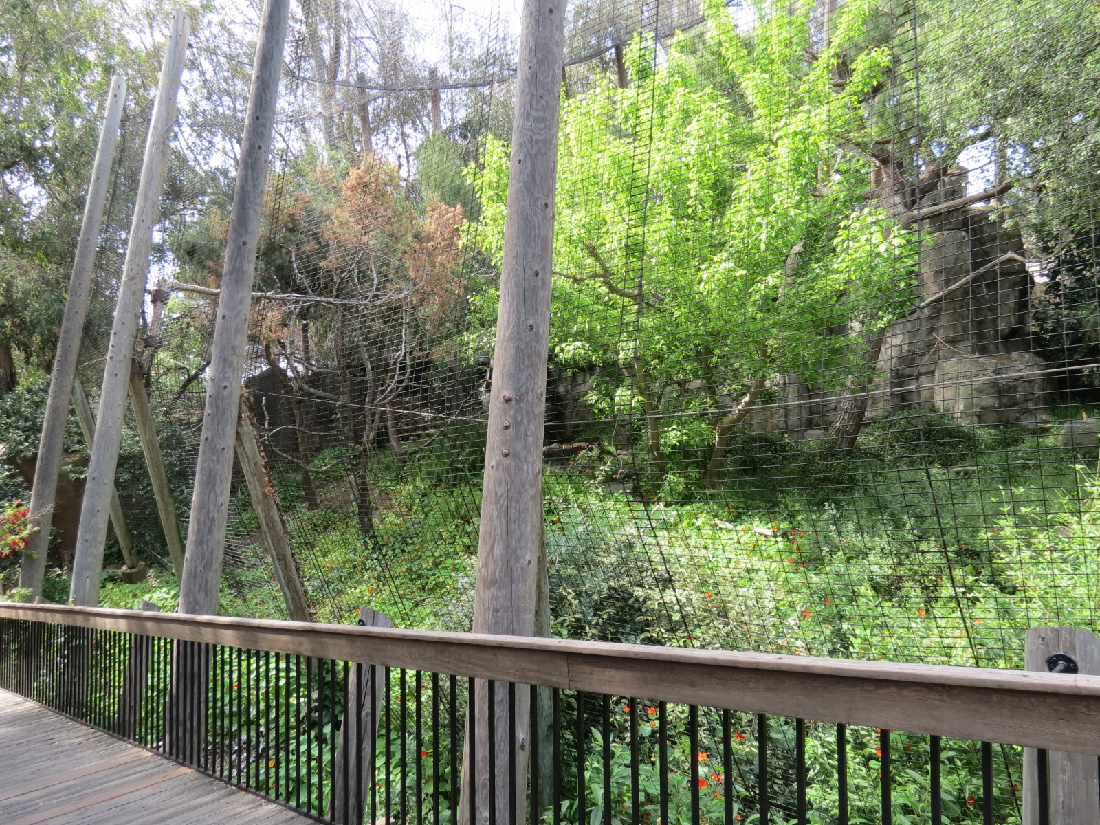 Panda Canyon - Birds of Prey - Stellars Sea Eagle Exhibit