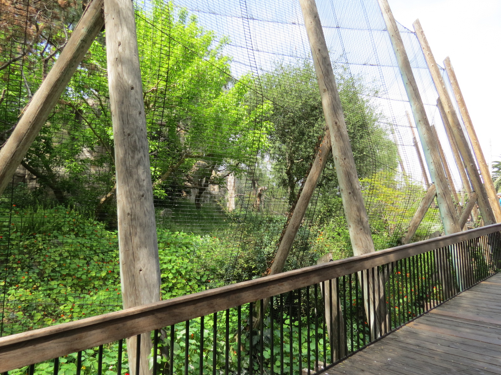 Panda Canyon - Birds of Prey - Stellars Sea Eagle Exhibit